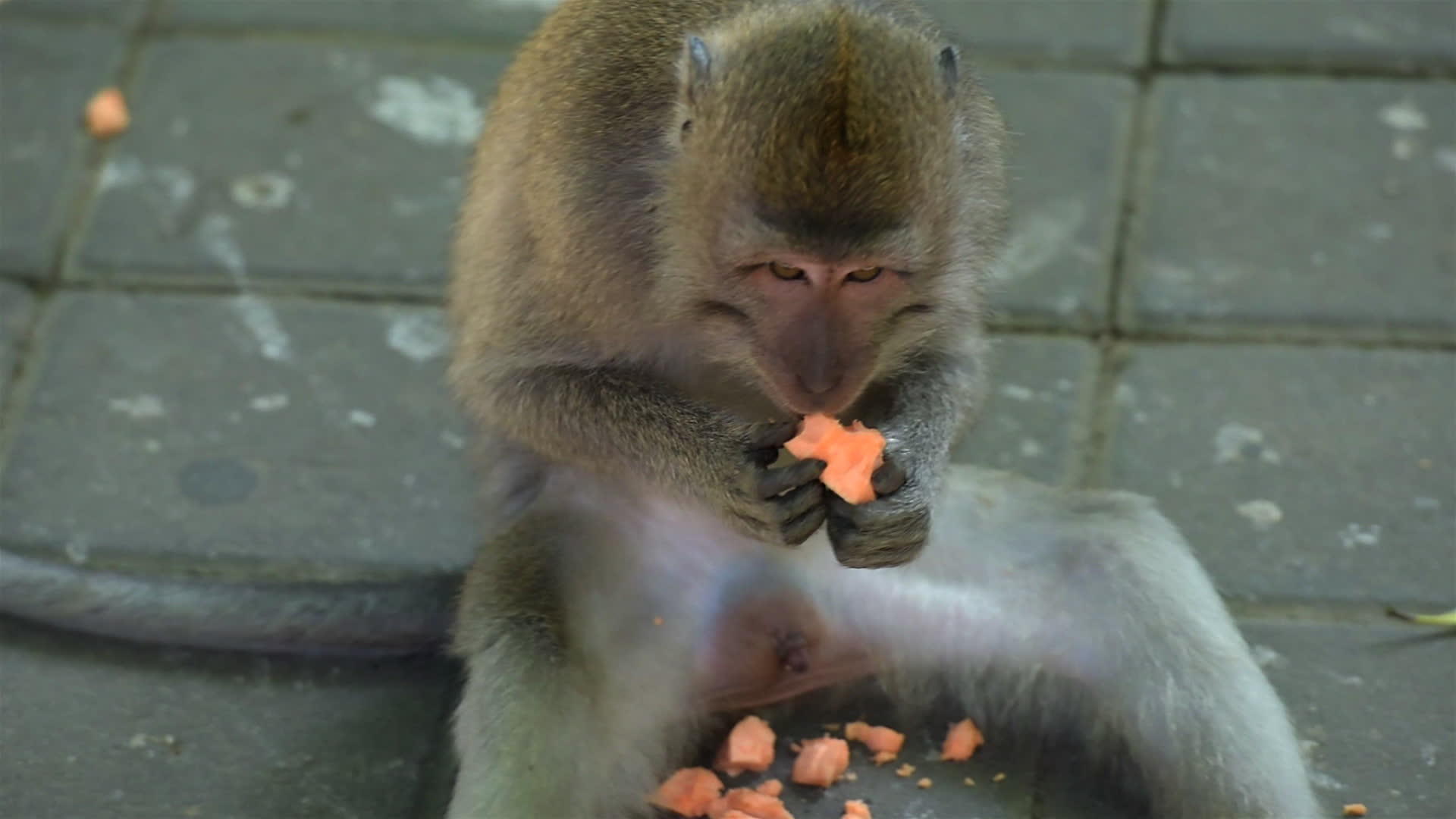 猴子视频的预览图