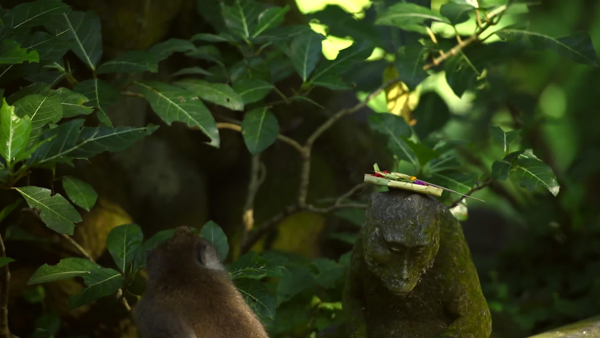 森林里的猴子视频的预览图