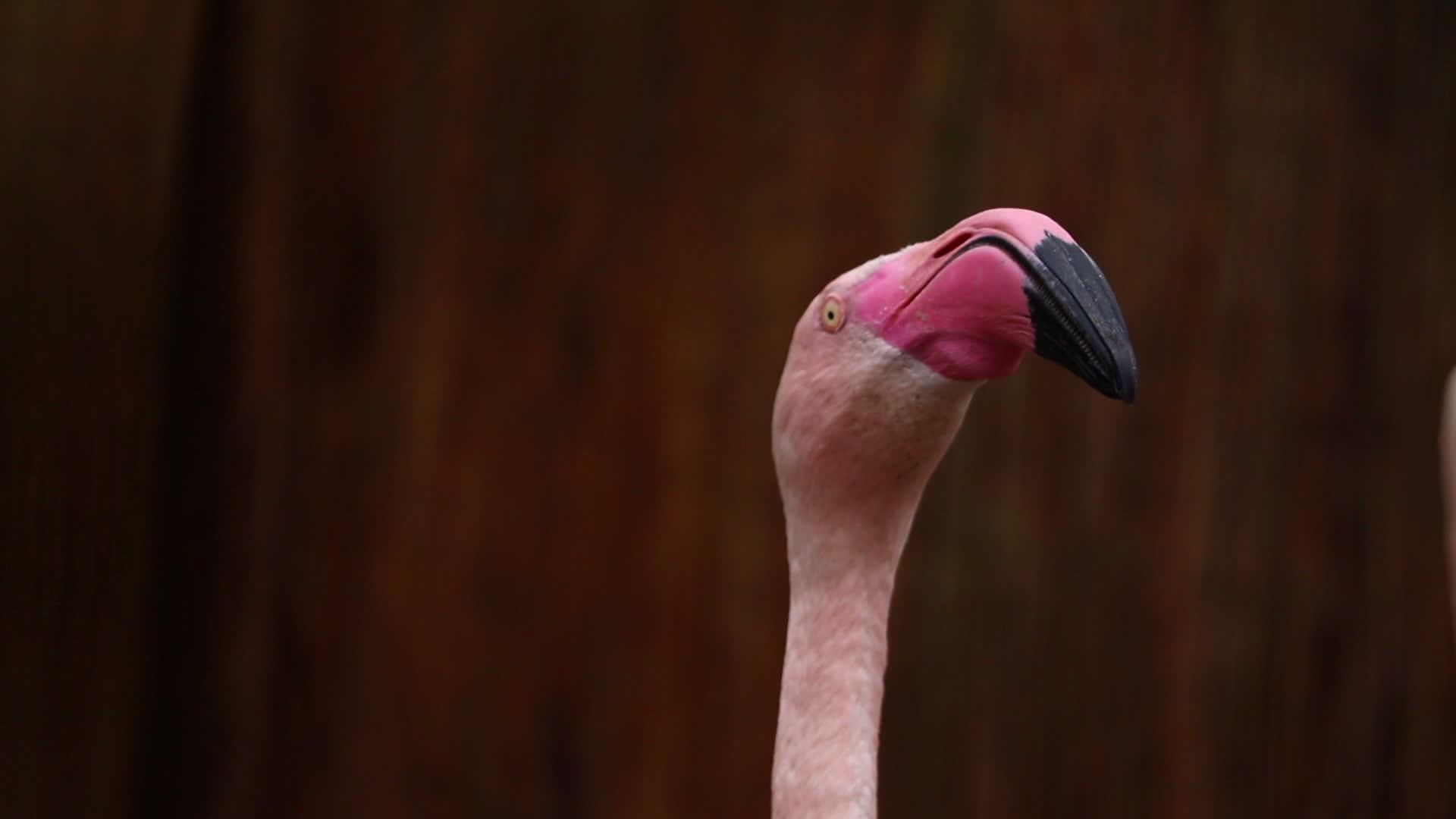 火烈鸟用头扭动柔软的脖子视频的预览图