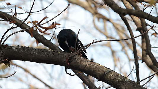 在树上啄核桃的乌鸦视频的预览图