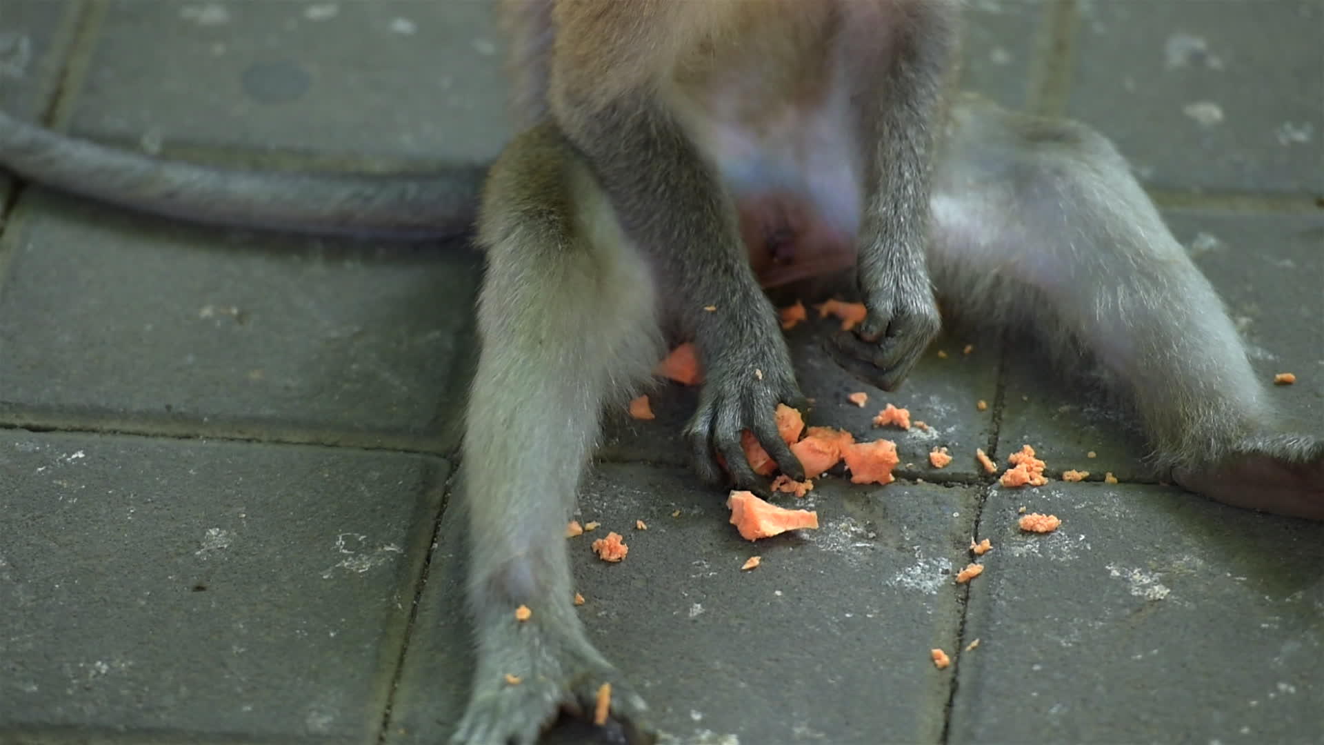 猴子视频的预览图
