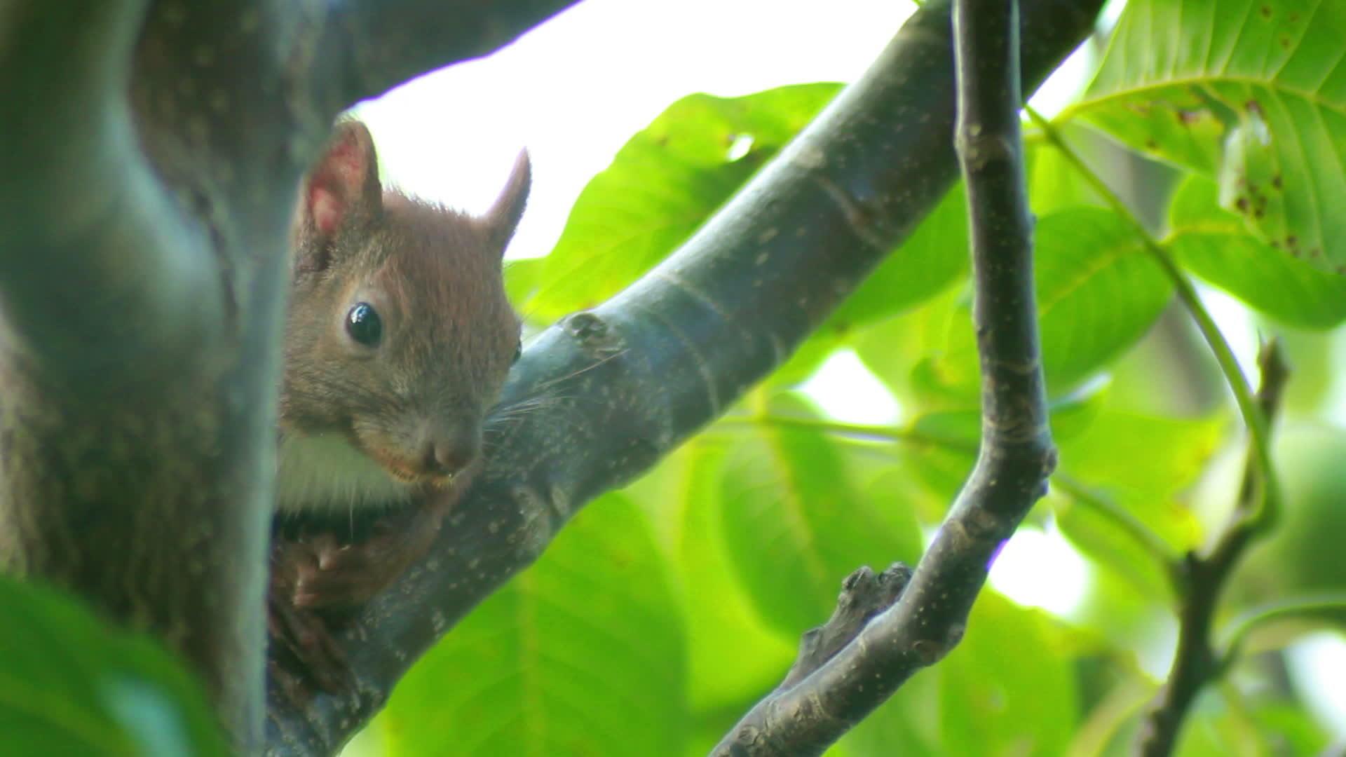 松鼠坐在树枝上视频的预览图