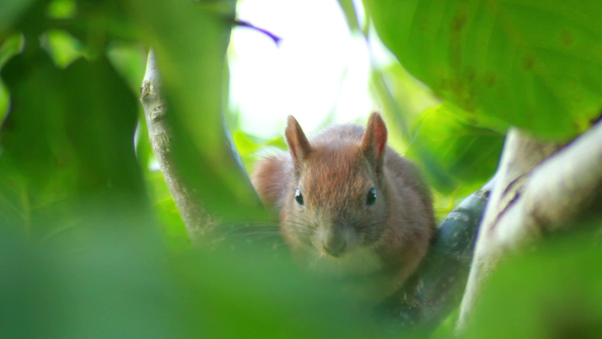 松鼠坐在树枝上视频的预览图