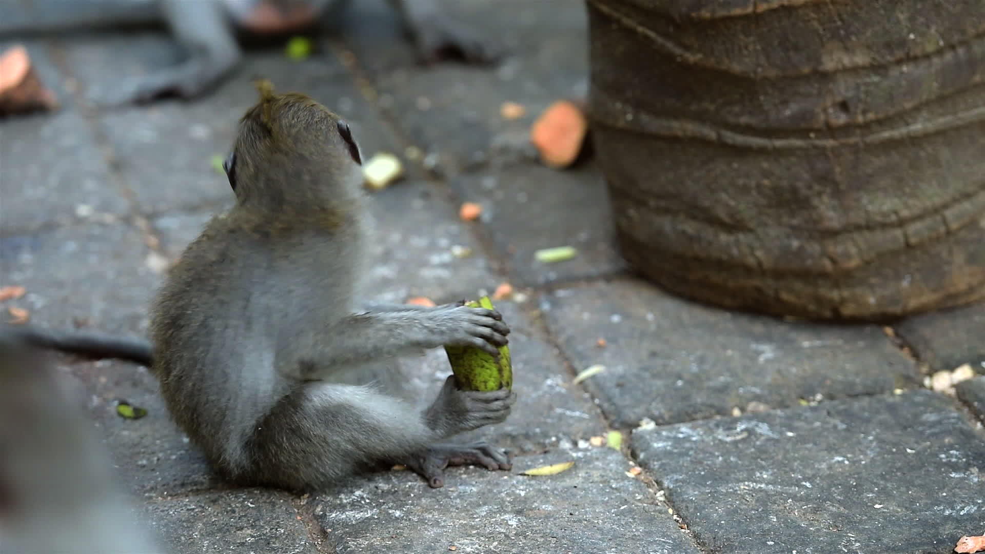 猴子森林乌布德巴利印地安人视频的预览图