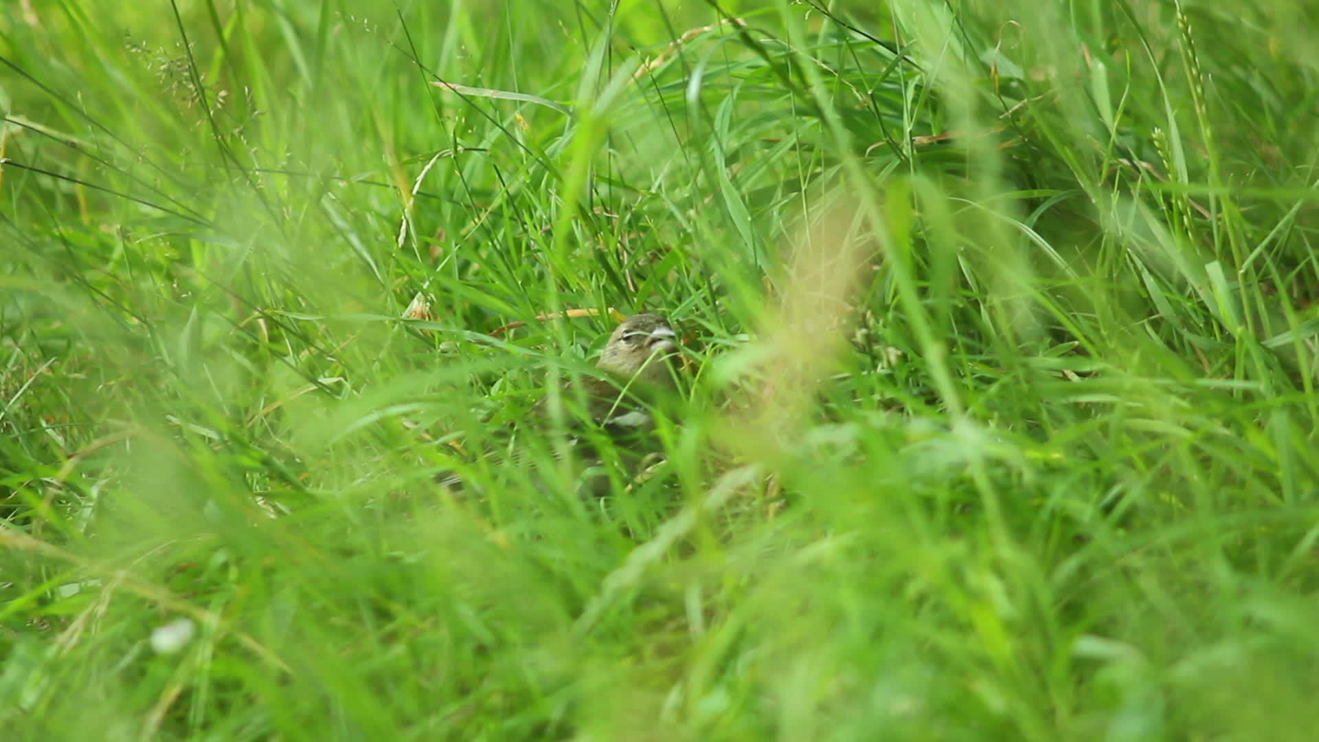 草丛中的鸟视频的预览图