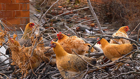 4K土鸡公鸡母鸡家禽养鸡农村养殖散养鸡群视频的预览图