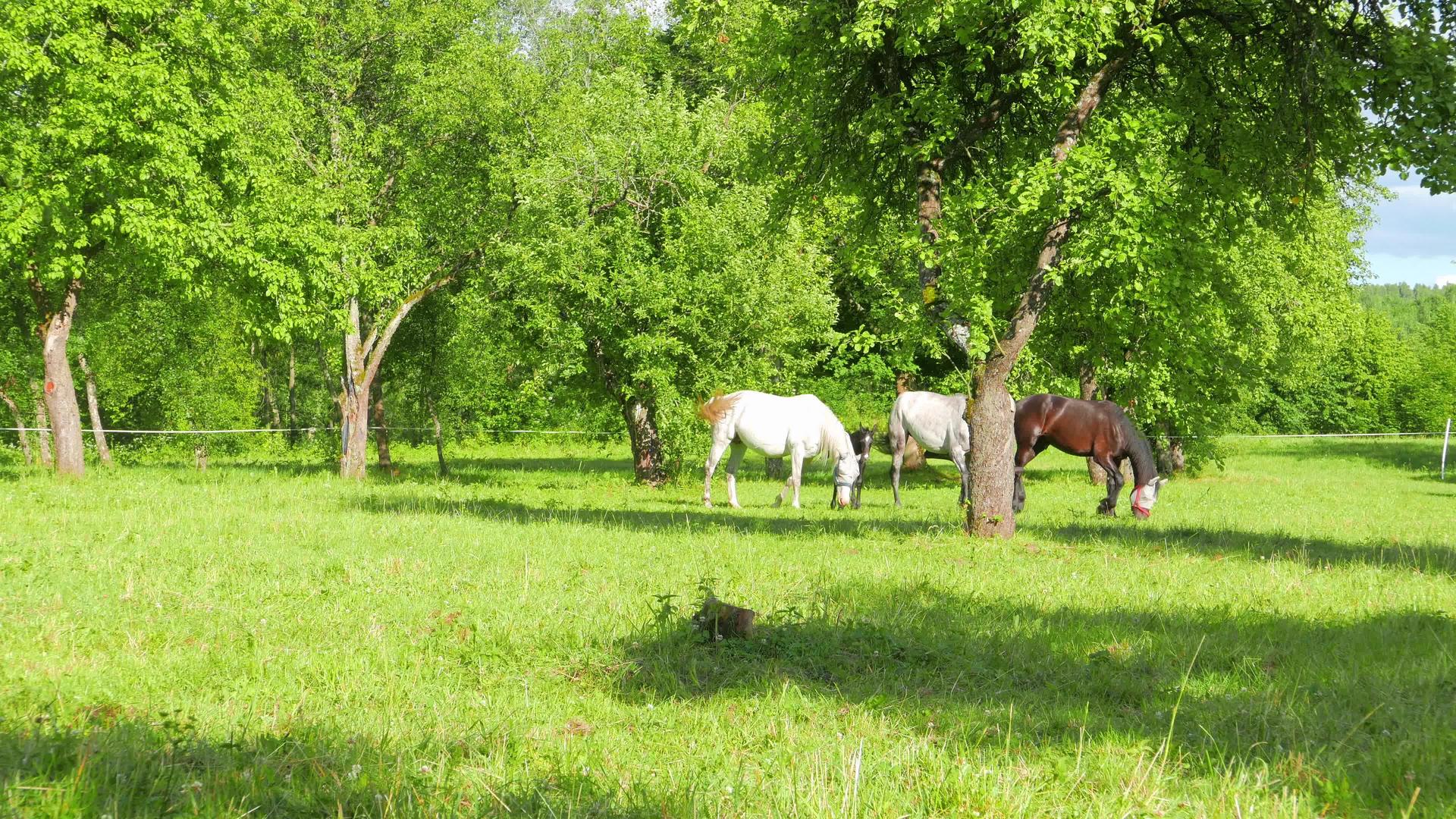 一匹马在苹果园放牧视频的预览图