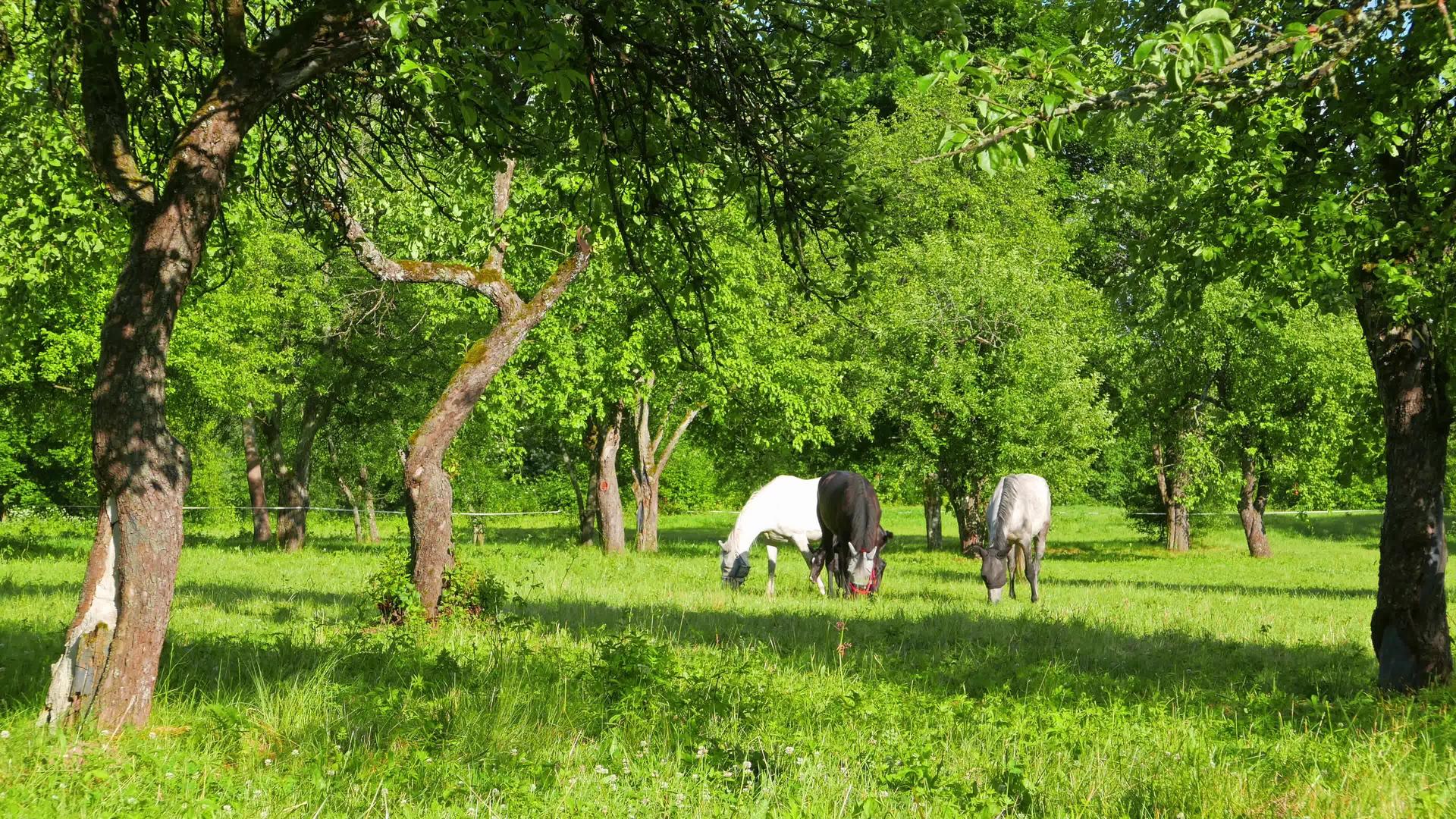 一匹马在苹果园放牧视频的预览图