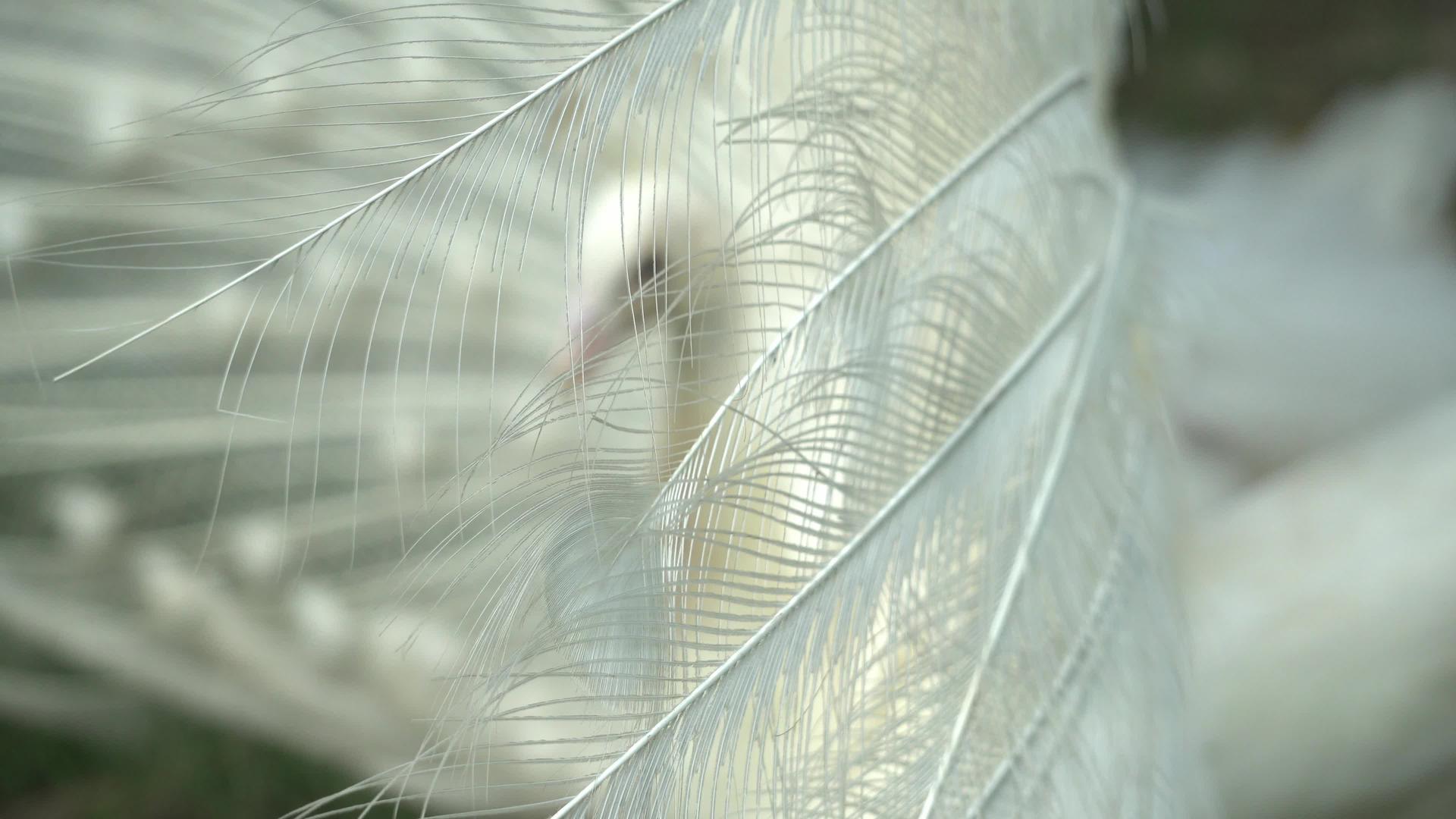 白孔雀羽毛视频的预览图
