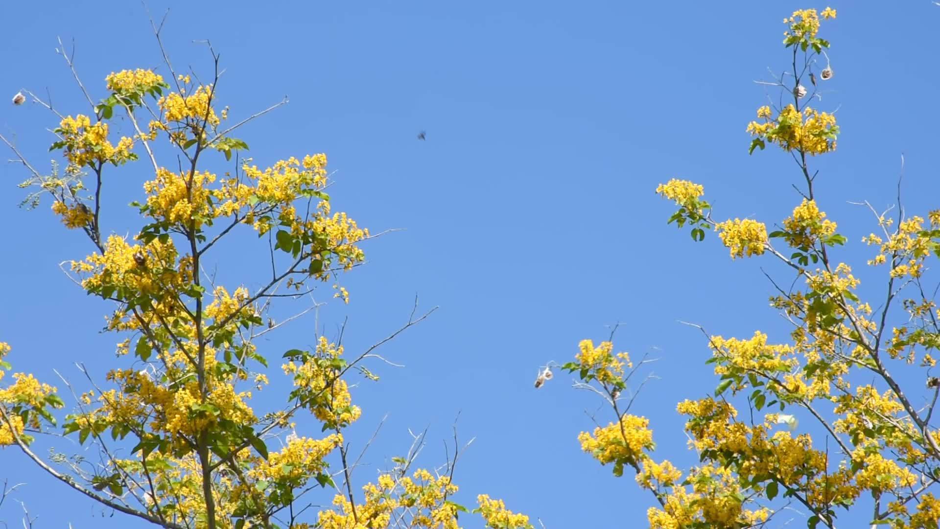 黄花盛开蝴蝶和昆虫在天空中飞翔视频的预览图