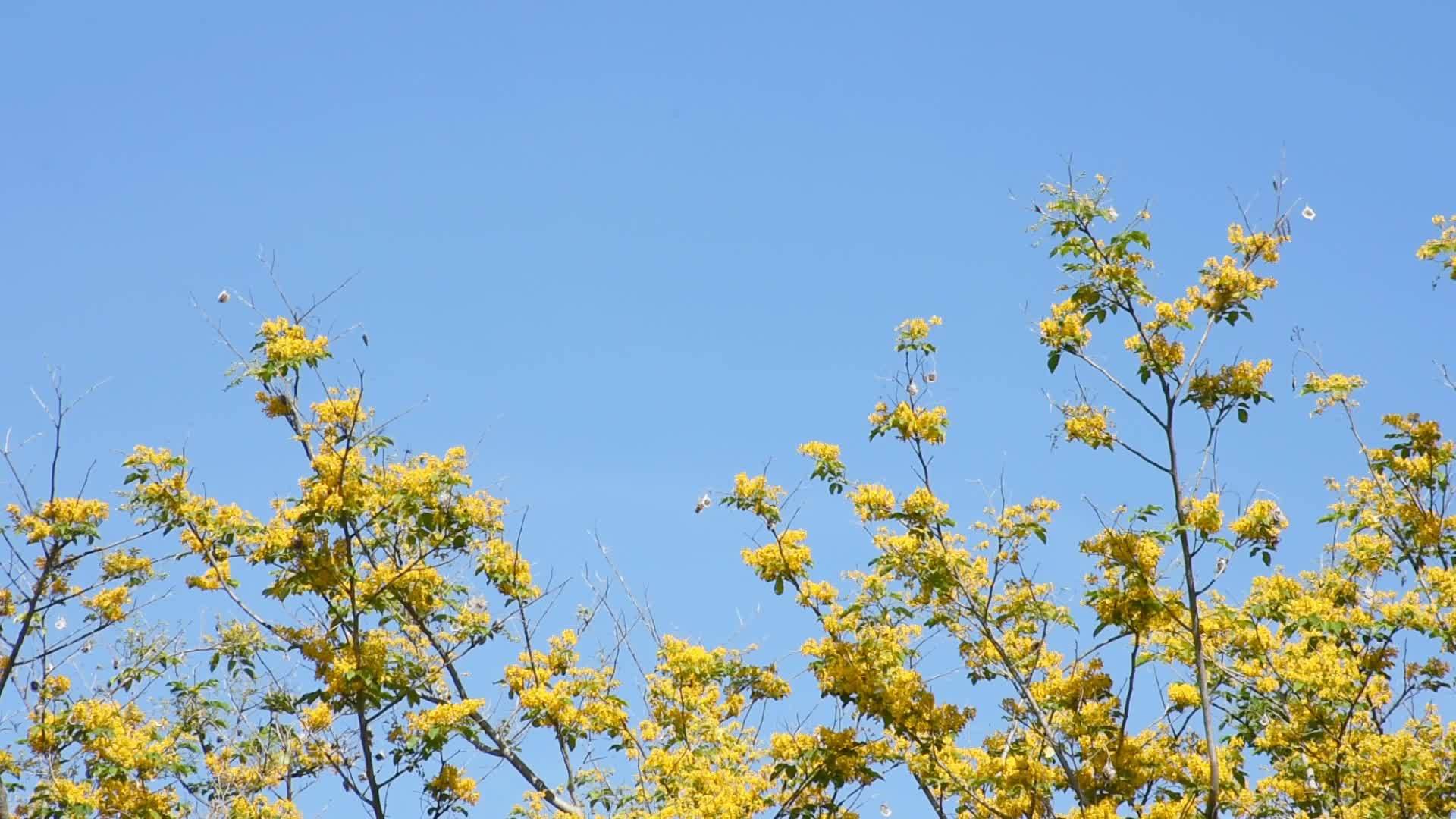 黄花盛开蝴蝶和昆虫在天空中飞翔视频的预览图