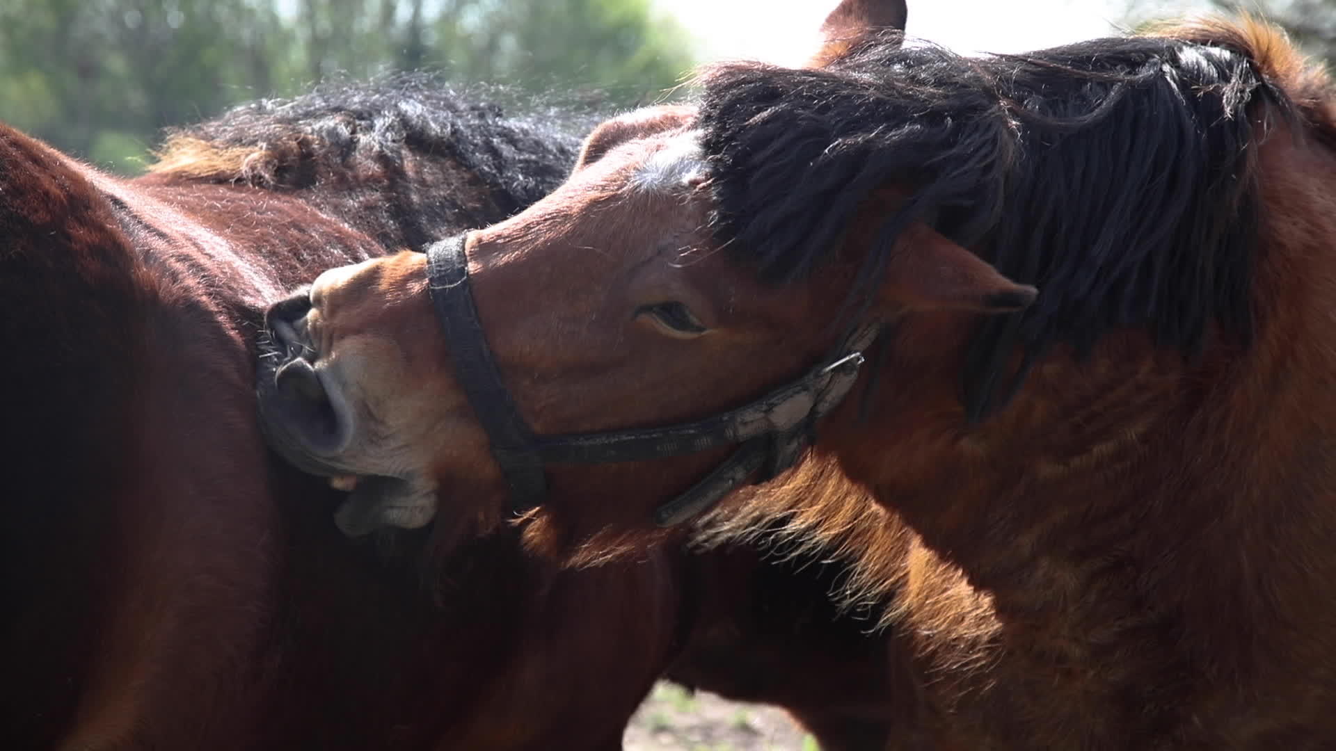 马匹互相清洗旧毛皮视频的预览图