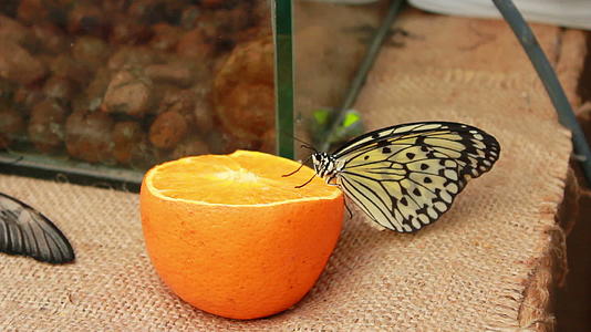 橘子上的蝴蝶视频的预览图