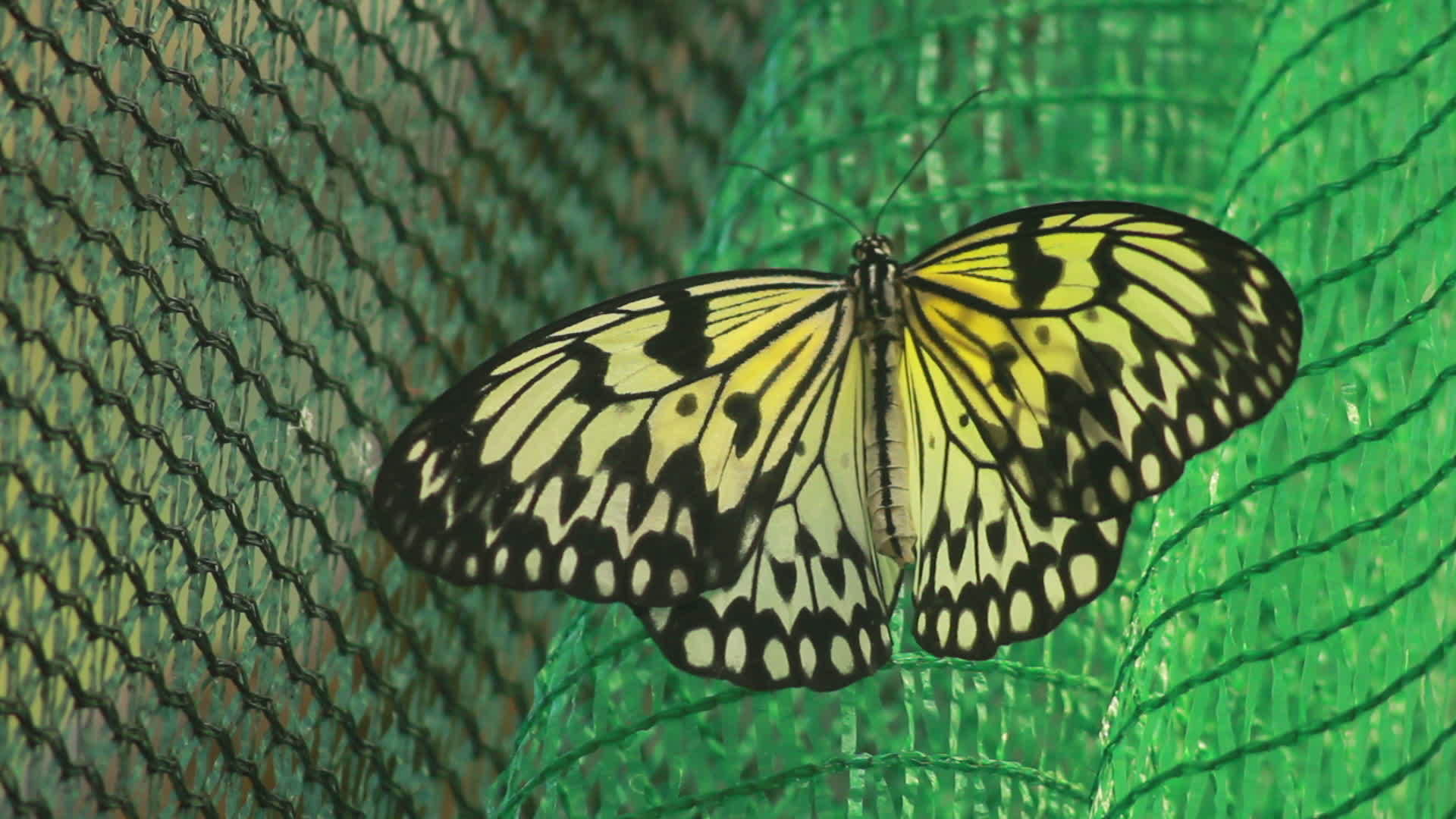 蝴蝶坐在网格上视频的预览图