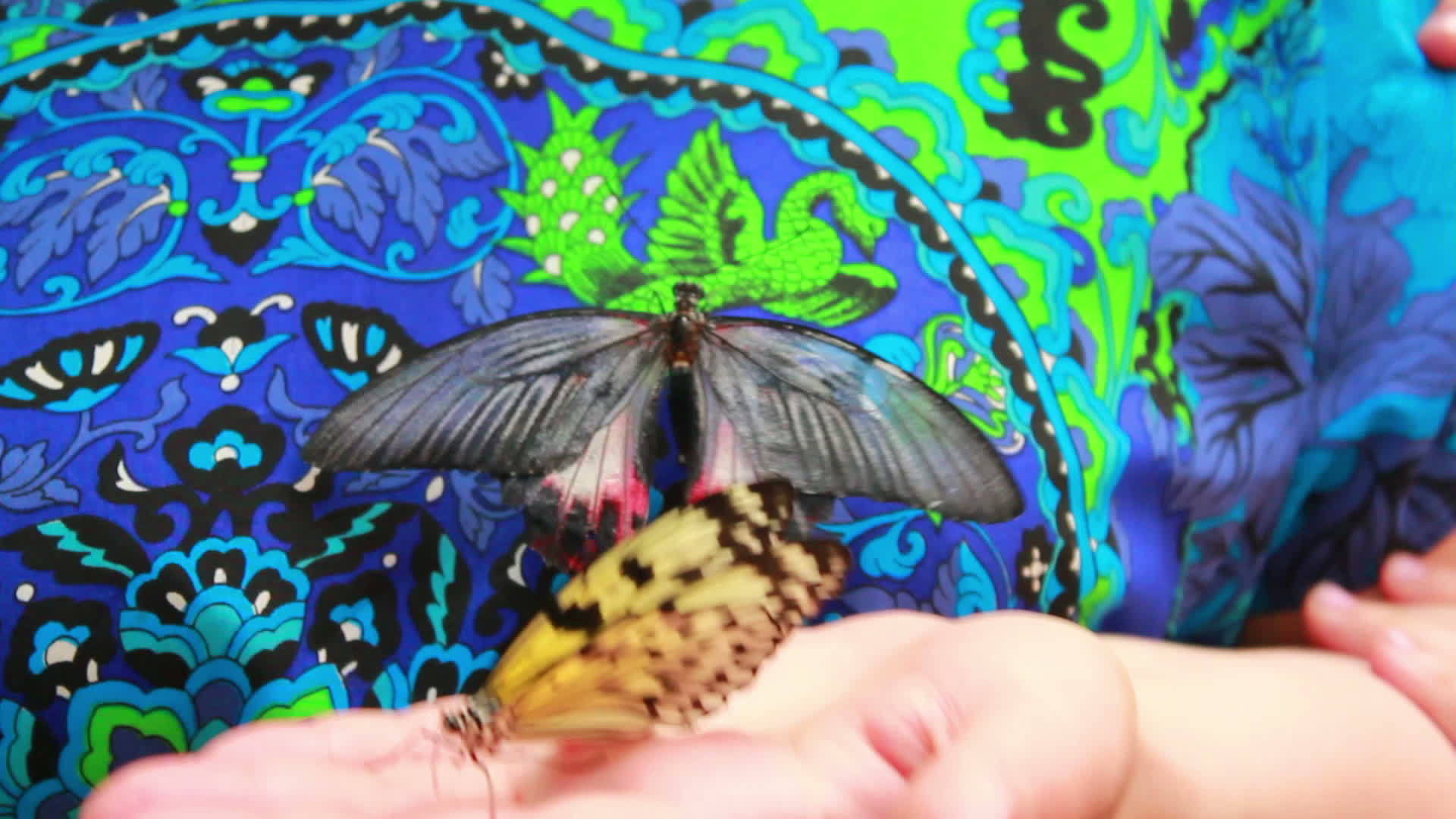 手掌上的蝴蝶视频的预览图