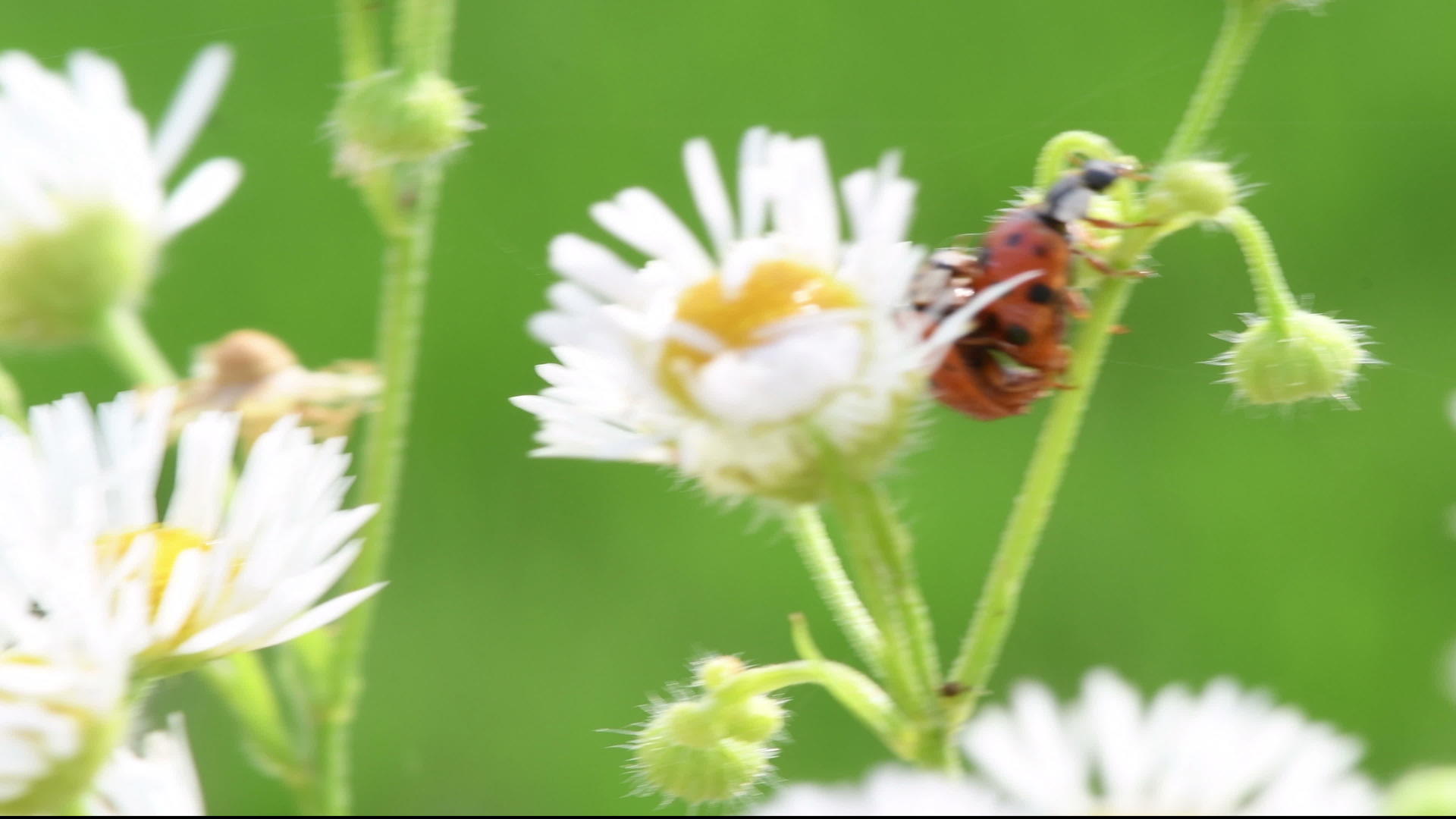 在雏菊上交配甲虫视频的预览图