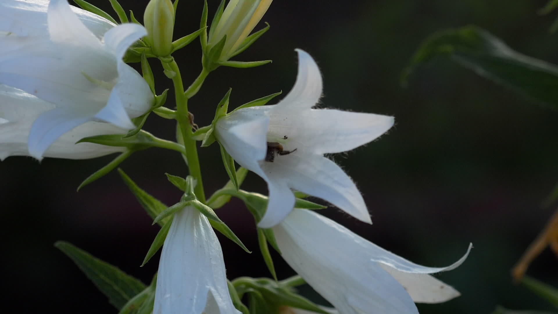 大黄蜂在坎巴努拉的花朵上视频的预览图
