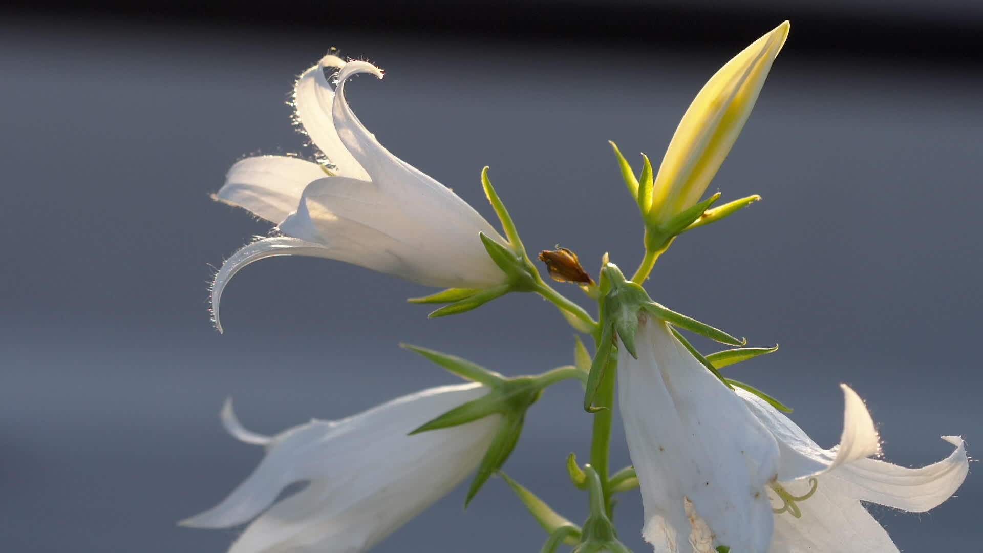大黄蜂在坎巴努拉的花朵上视频的预览图