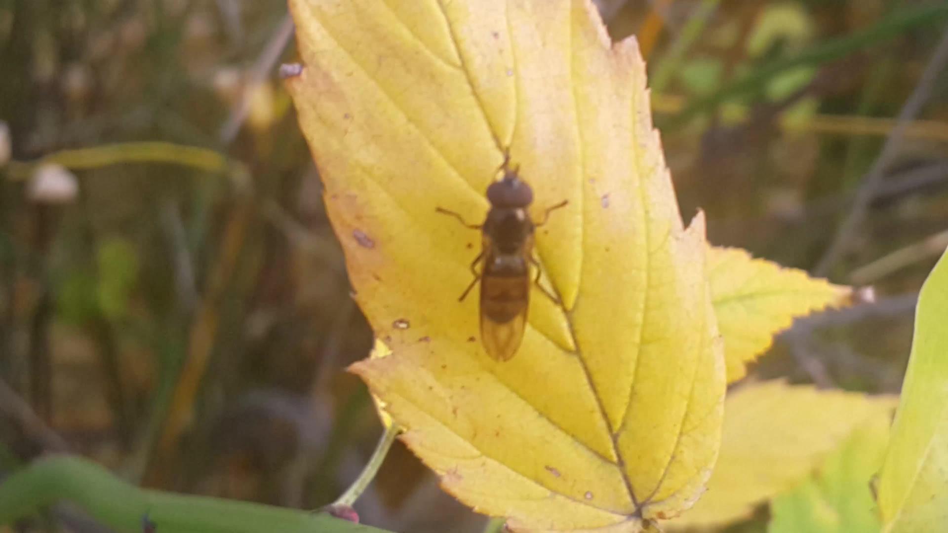 棕色叶甲虫坐在树叶上休息视频的预览图