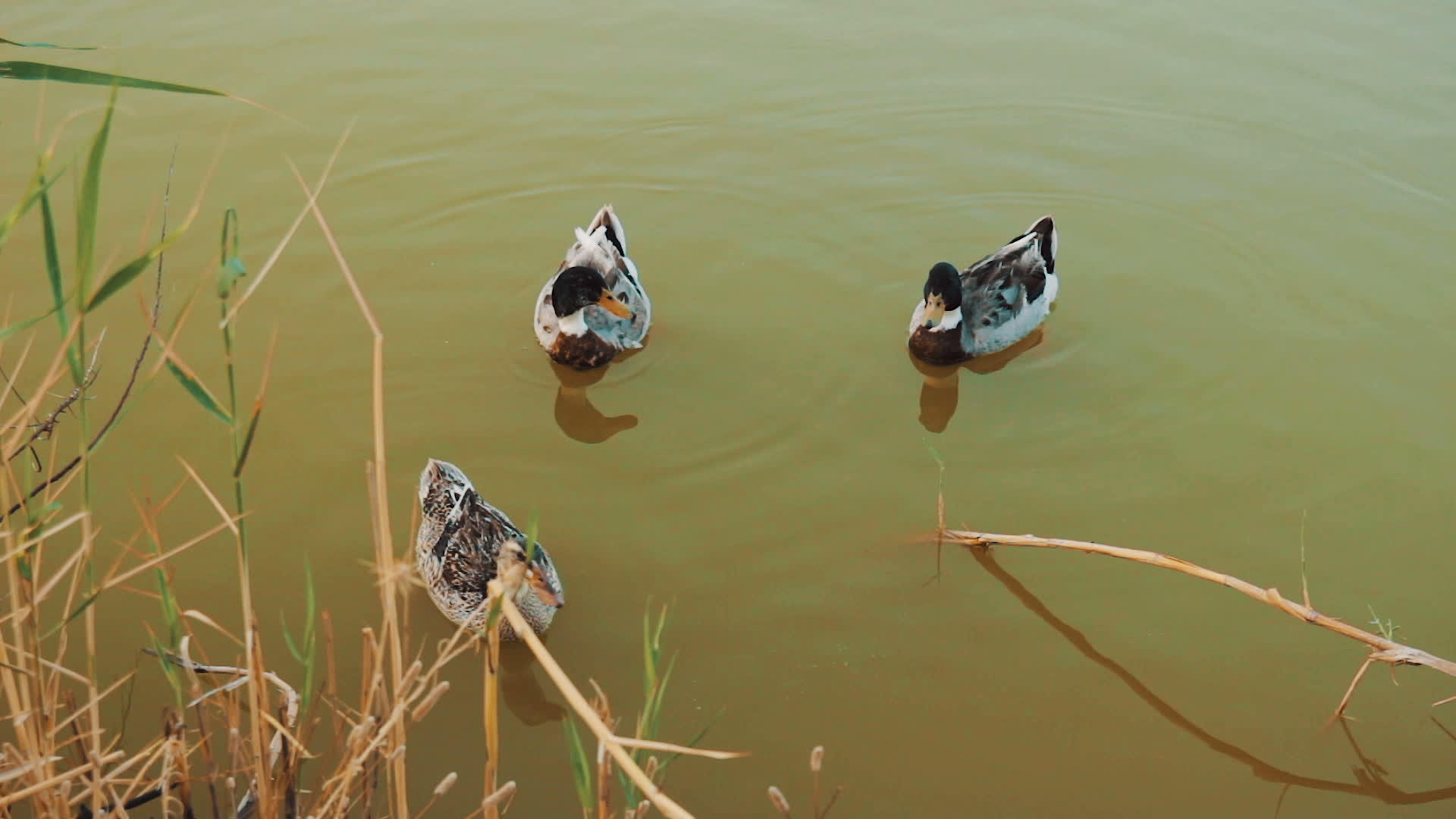 池塘里有三只鸭子在游泳视频的预览图