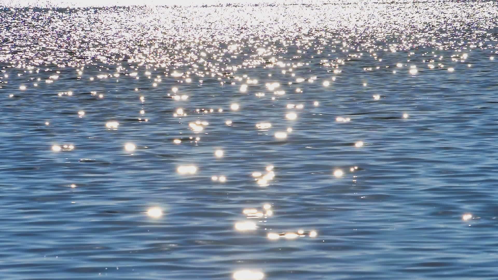 海鸥蓝湖海鸥飞翔视频的预览图
