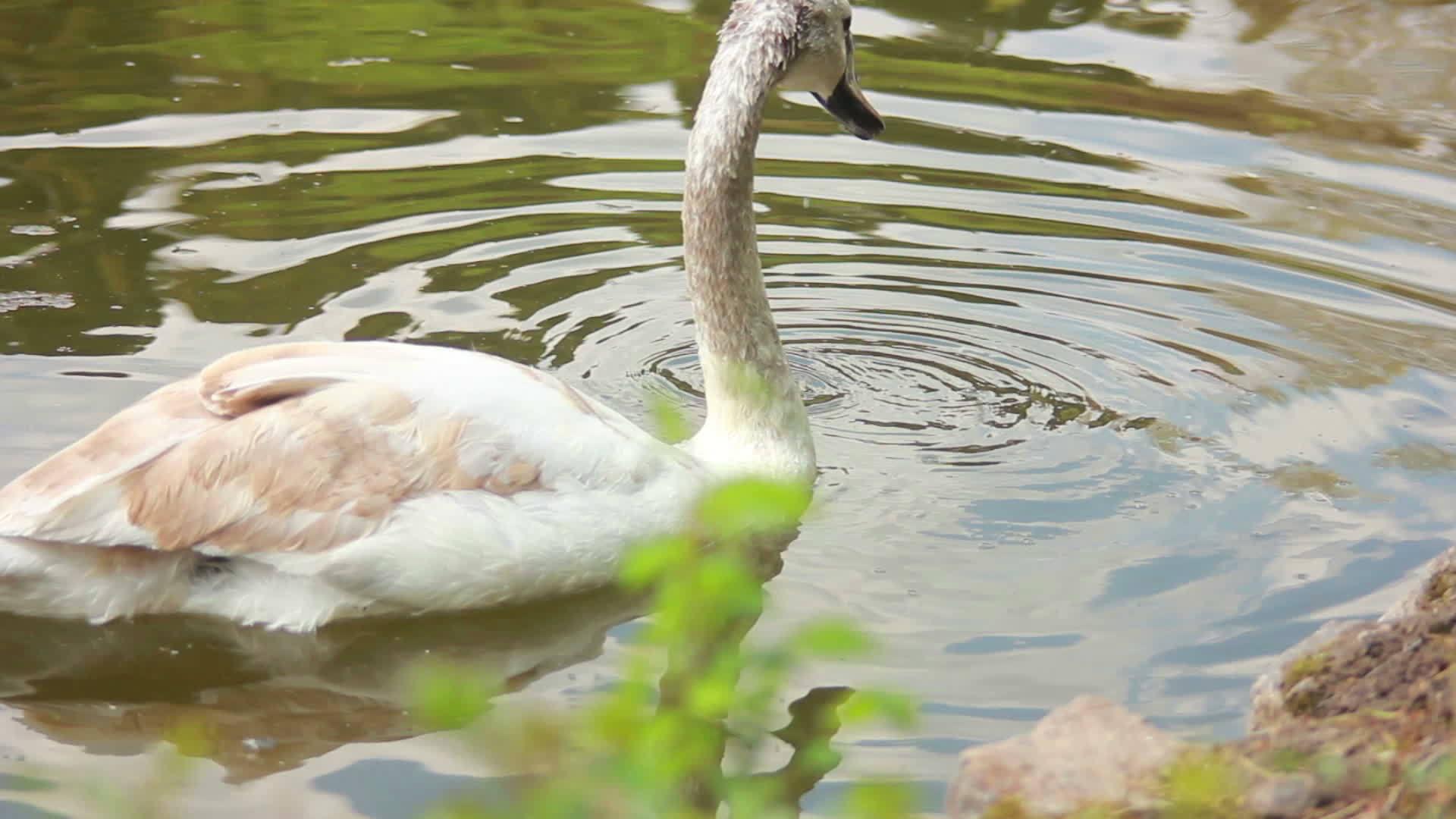 池塘里的天鹅视频的预览图