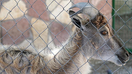 西高加索西部动物园笼中的松山羊视频的预览图