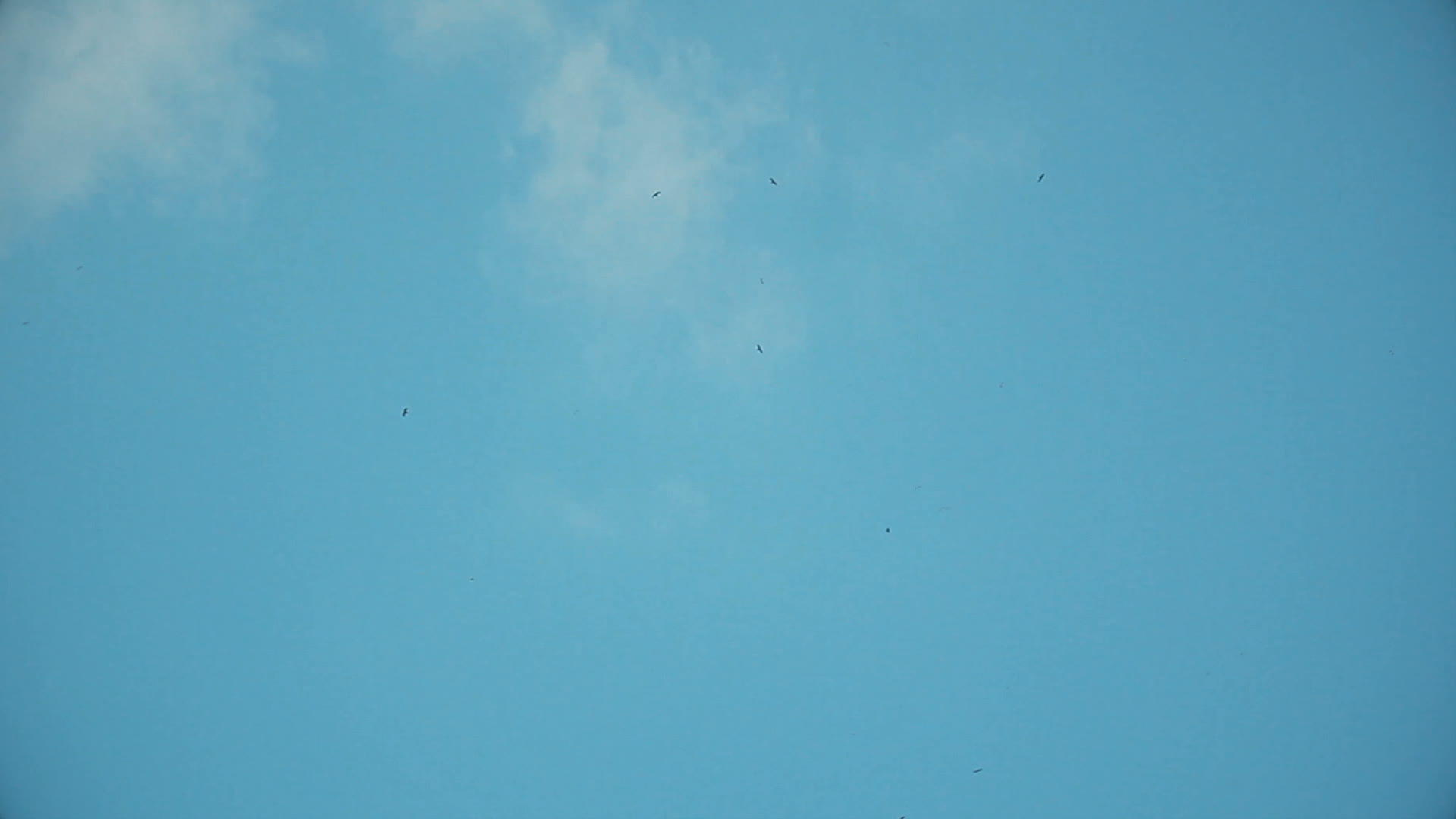 蓝天鸟儿飞翔视频的预览图