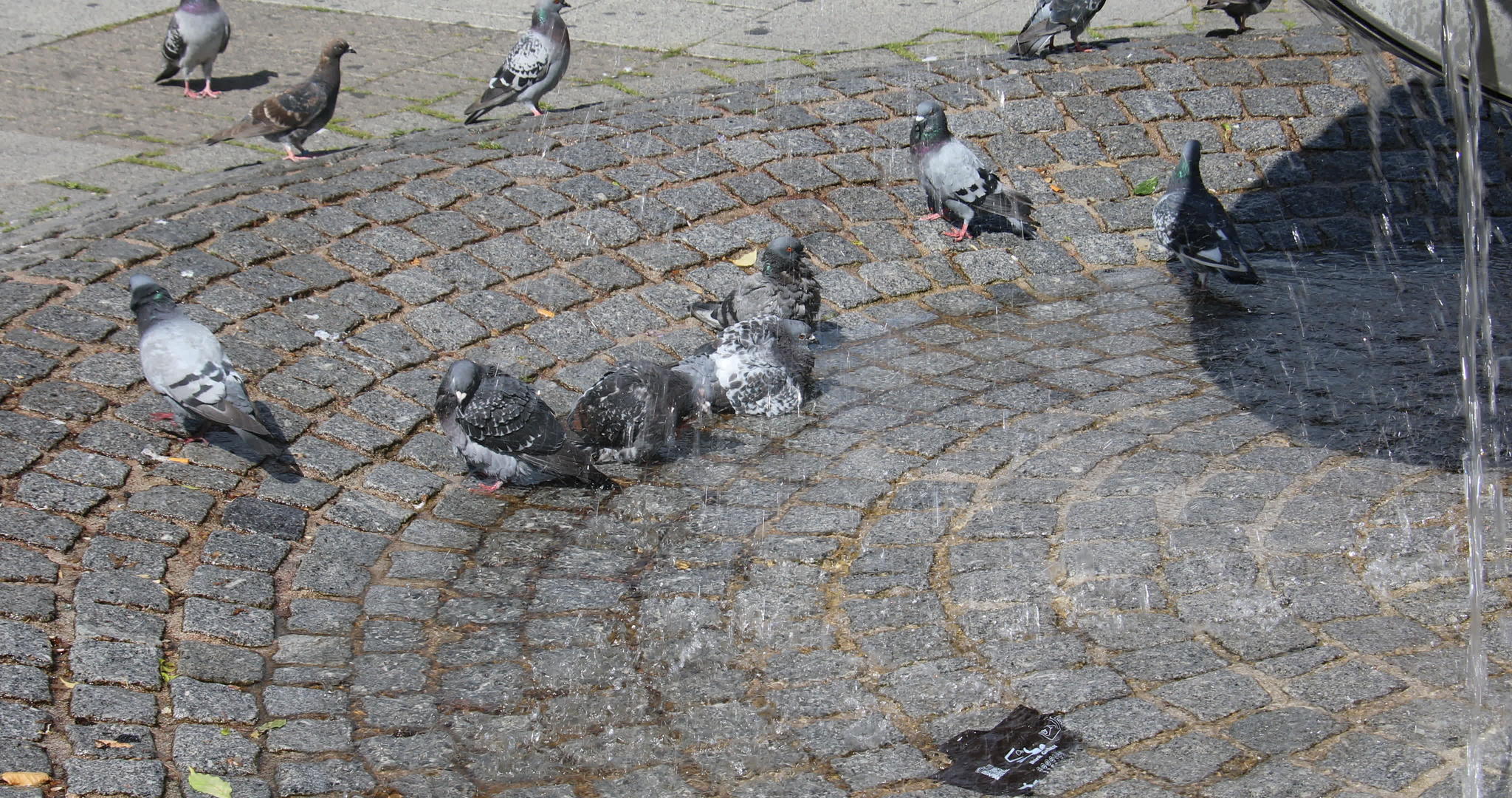 在喷泉边吃鸽子视频的预览图