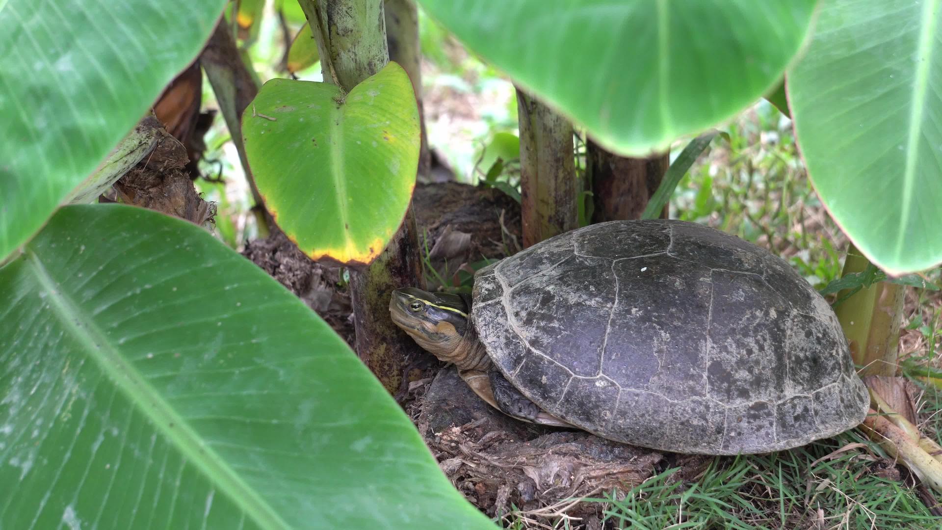 乌龟在香蕉树附近休息视频的预览图