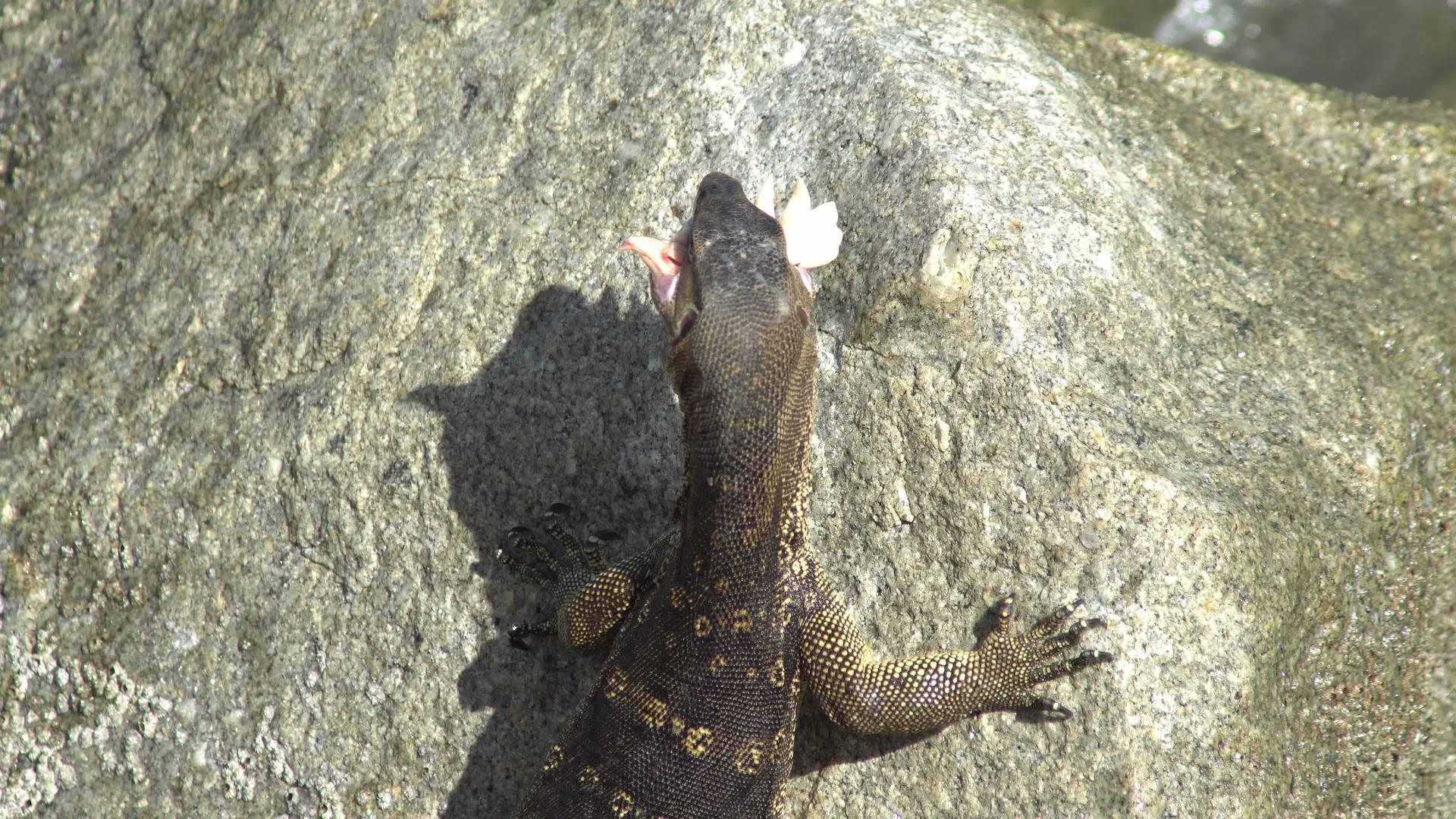 监视器蜥蜴在岩石上吃肉视频的预览图