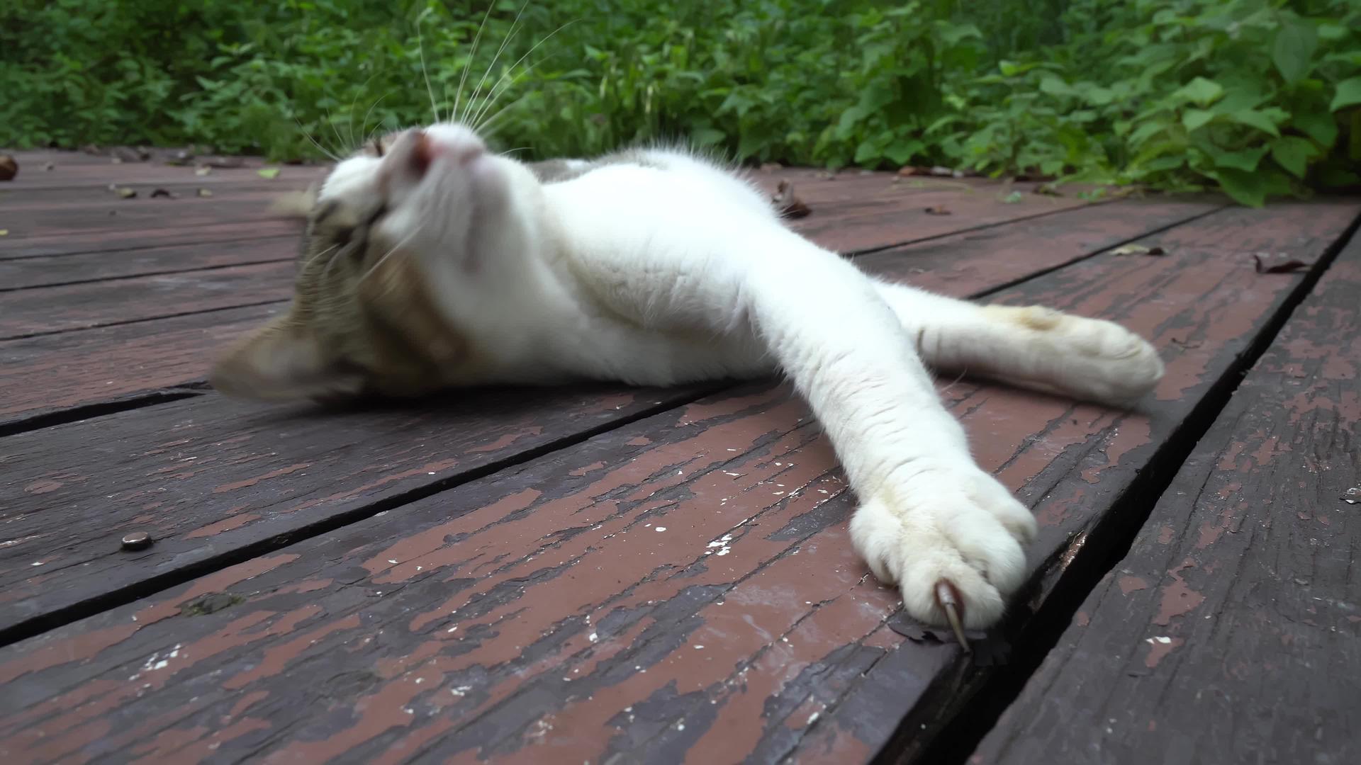 一只懒猫睡在木块上视频的预览图
