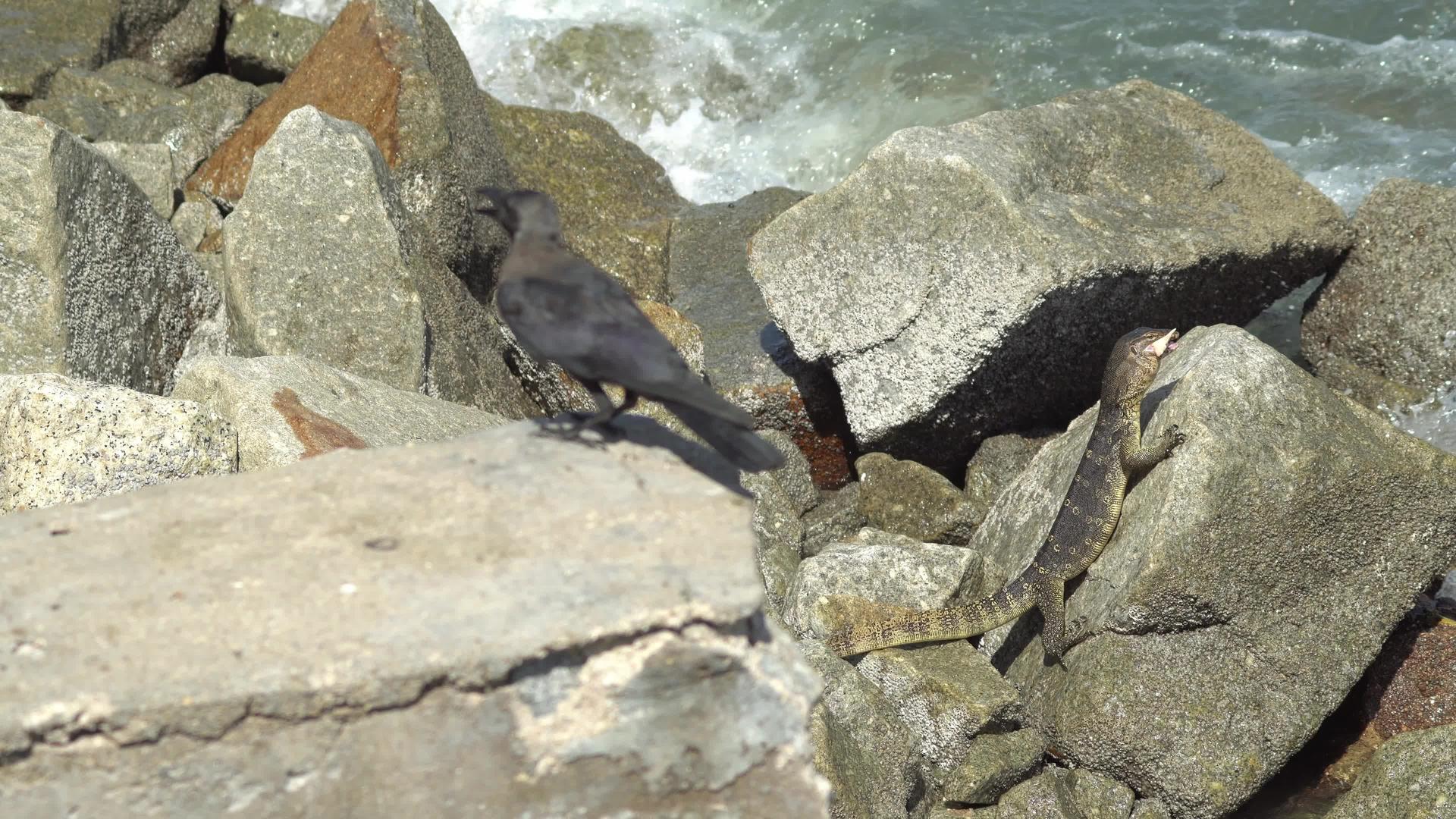 在岩石附近咬肉的蜥蜴监视器视频的预览图