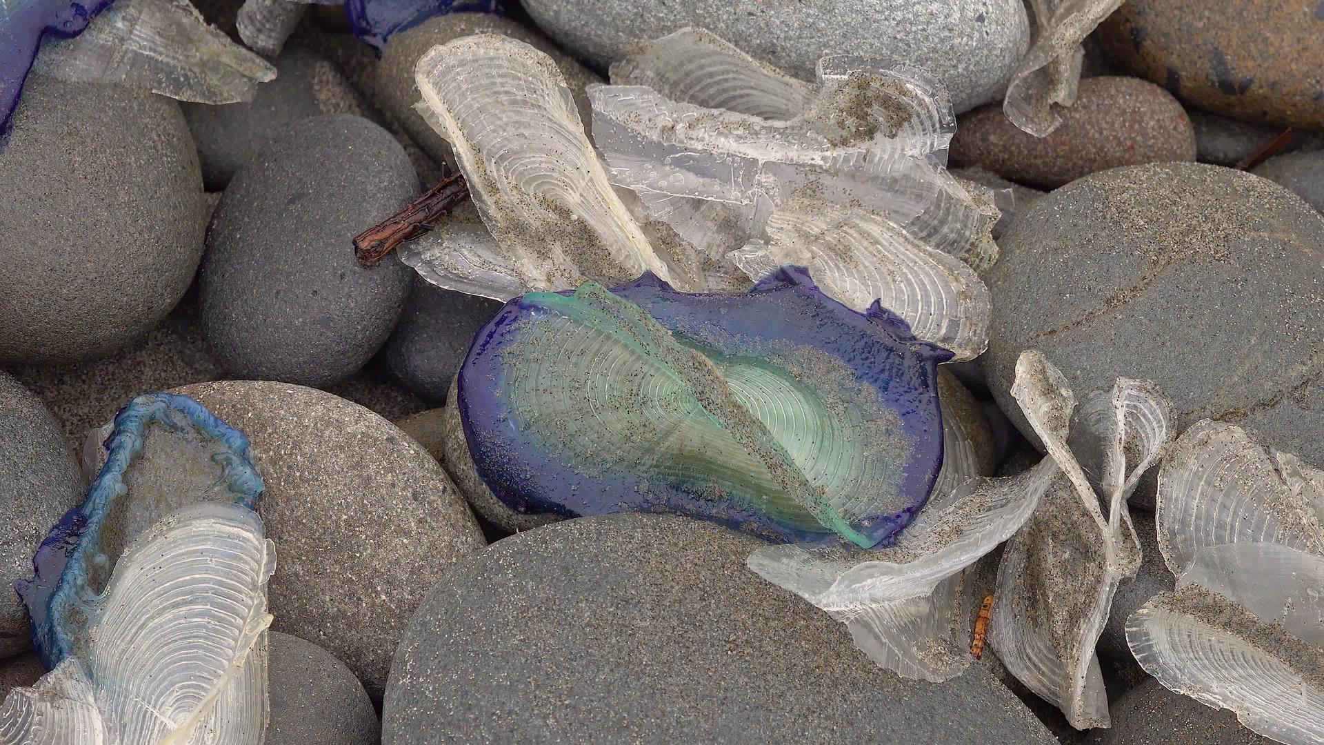 蓝色水母天鹅螺旋风雪上岸视频的预览图