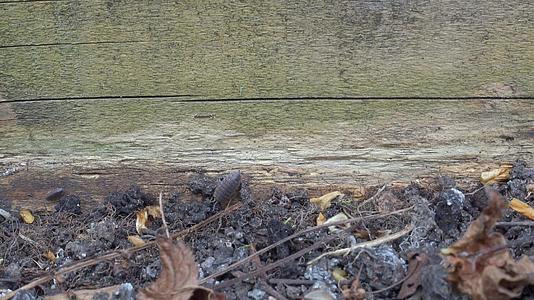 木虱爬入uk花园之间的时间间隔视频的预览图