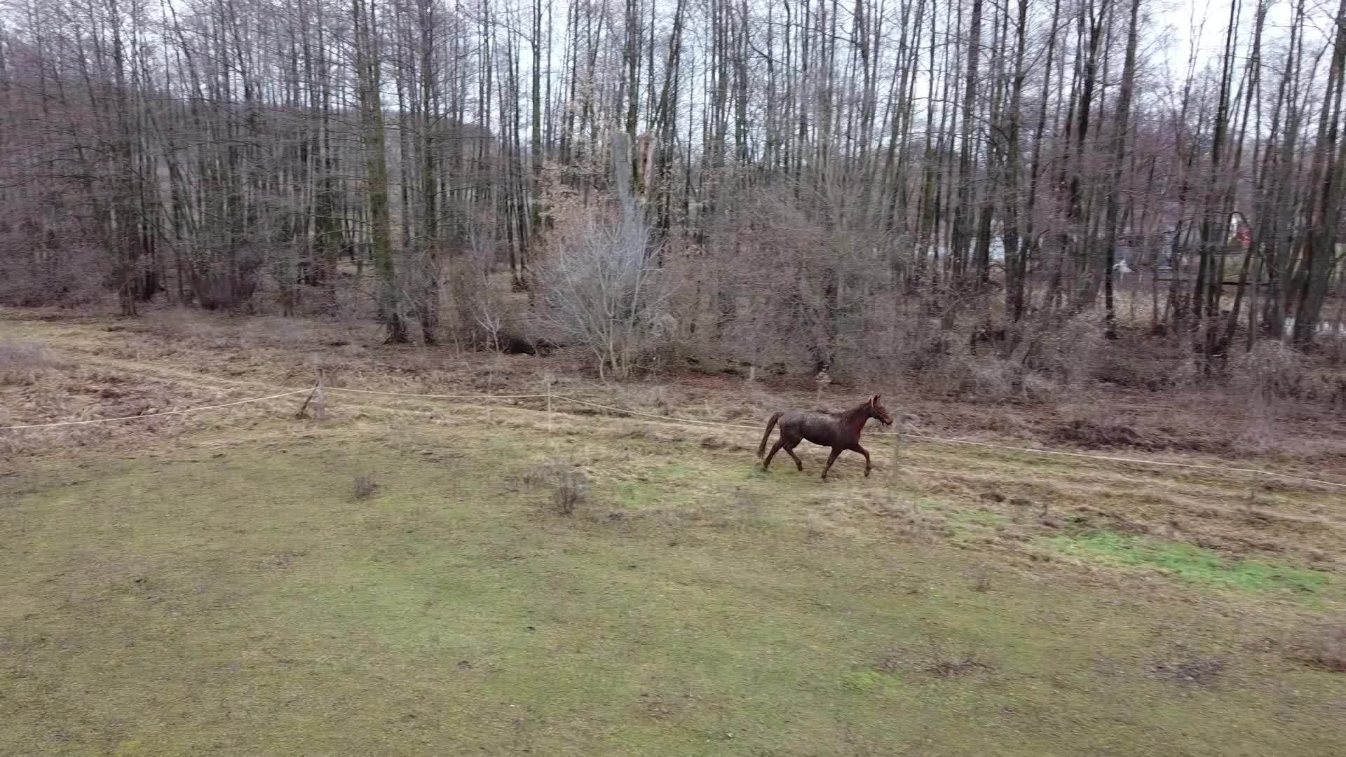 一匹棕色的马在私人住宅附近的冬季森林中使用无人驾驶飞机视频的预览图