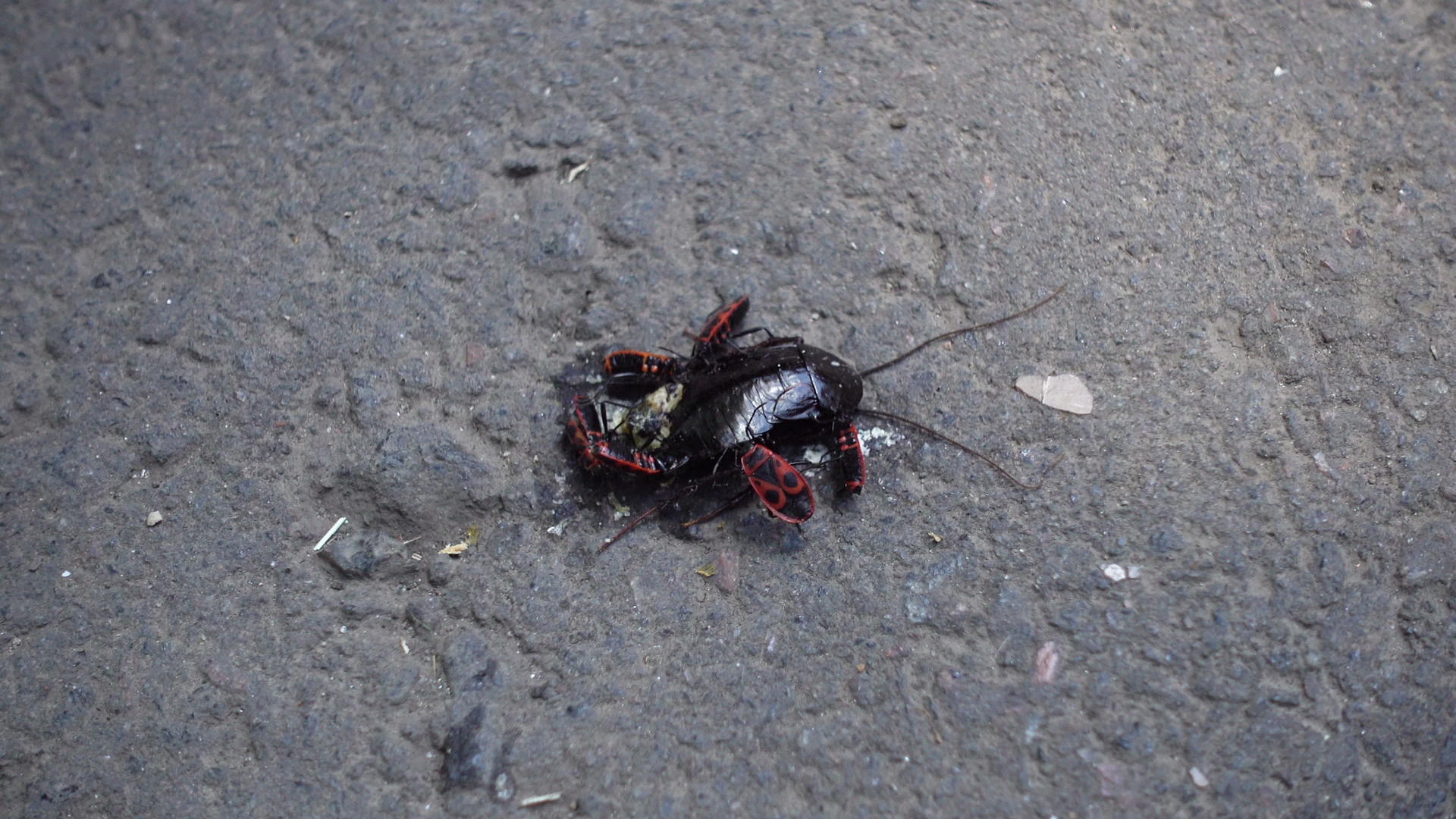 吃死蟑螂的虫子视频的预览图
