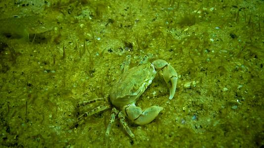 黑海动物群中的小螃蟹藏在贝类中视频的预览图
