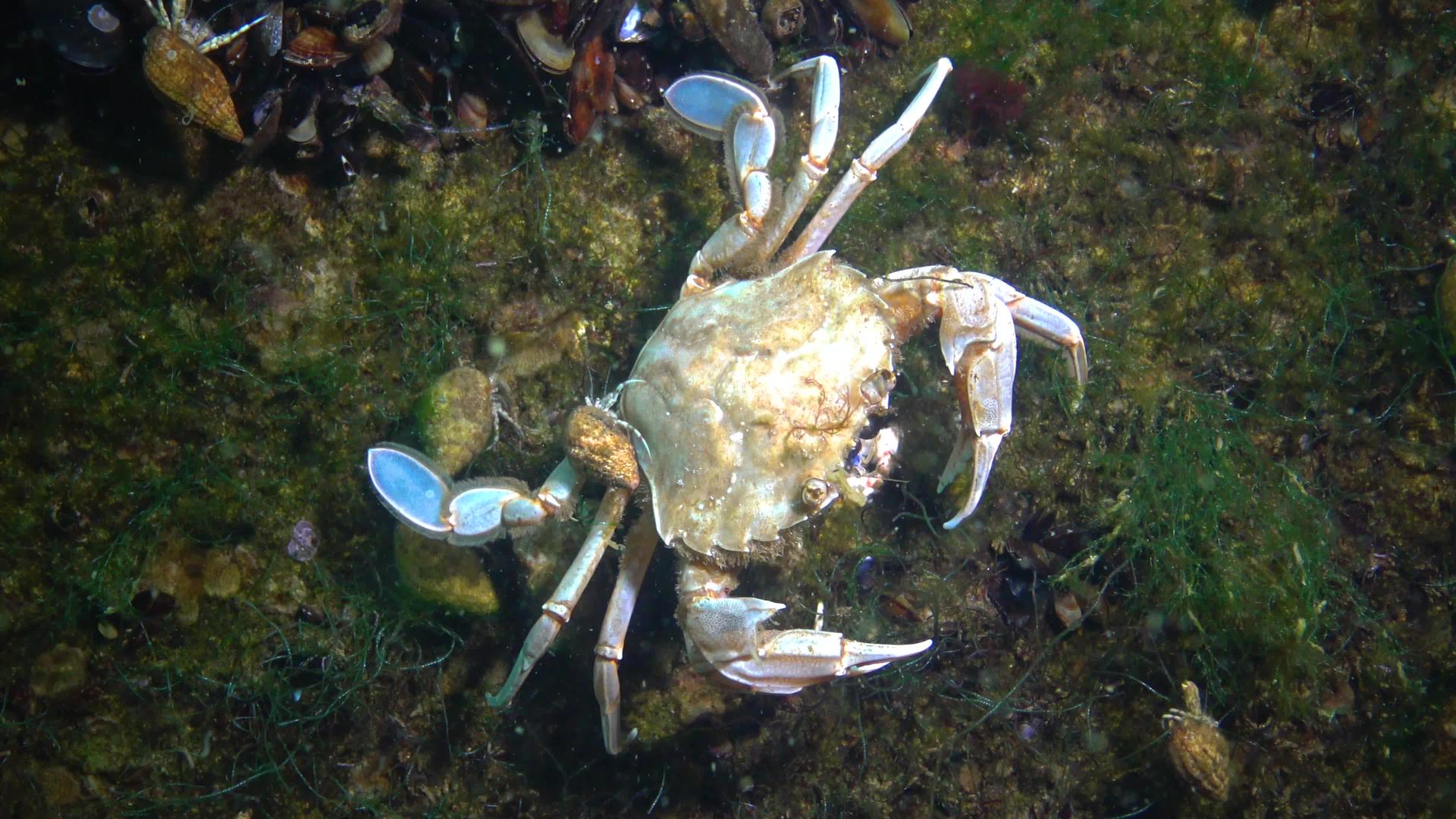 黑海游泳蟹视频的预览图