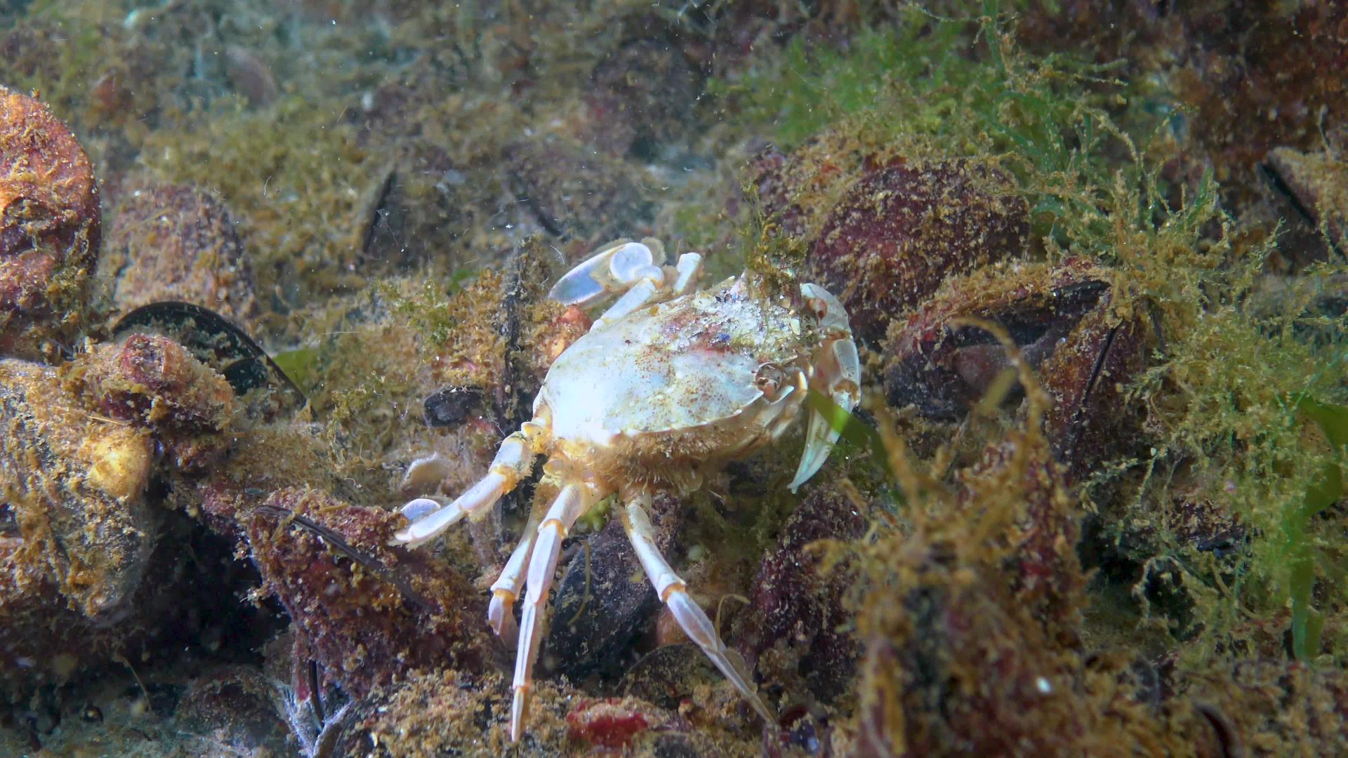 黑海的螃蟹视频的预览图