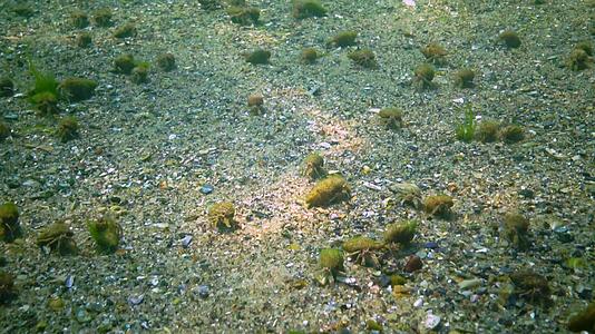 沙质海底有大量的小型隐性螃蟹视频的预览图