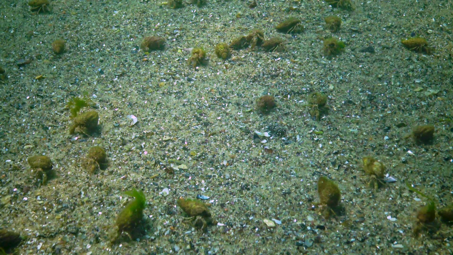 沙质海底有大量大量的小龙虾性龙虾蟹视频的预览图