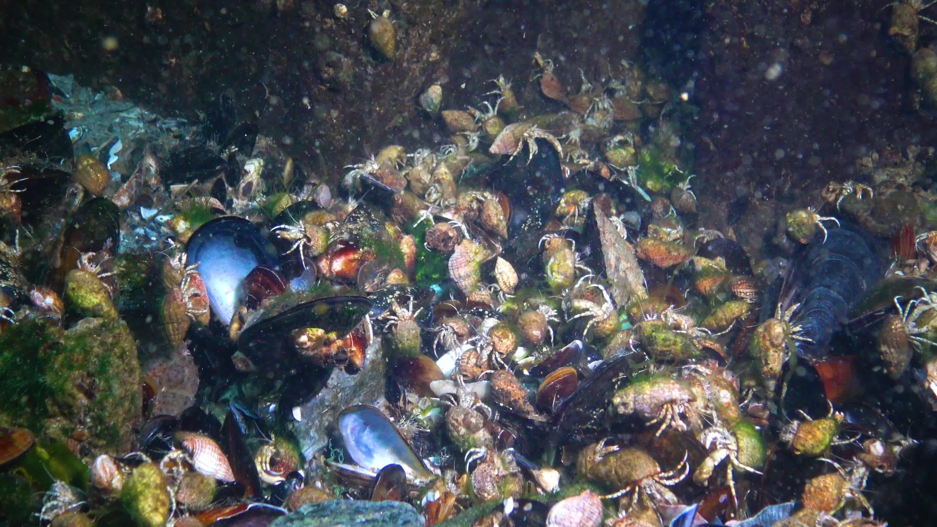 甲壳类动物在海底视频的预览图