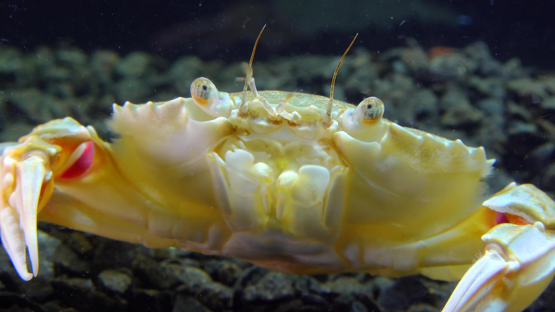 中中镜头黑海游泳蟹马克罗皮普斯肖像视频的预览图