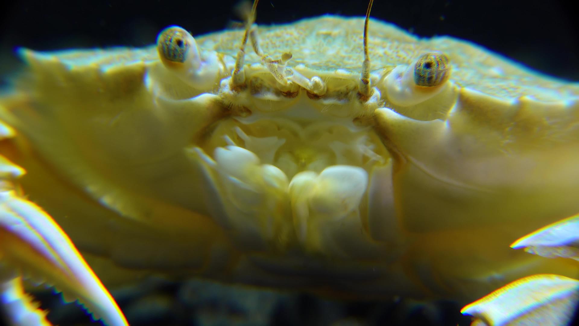中中镜头黑海游泳蟹马克罗皮普斯肖像视频的预览图