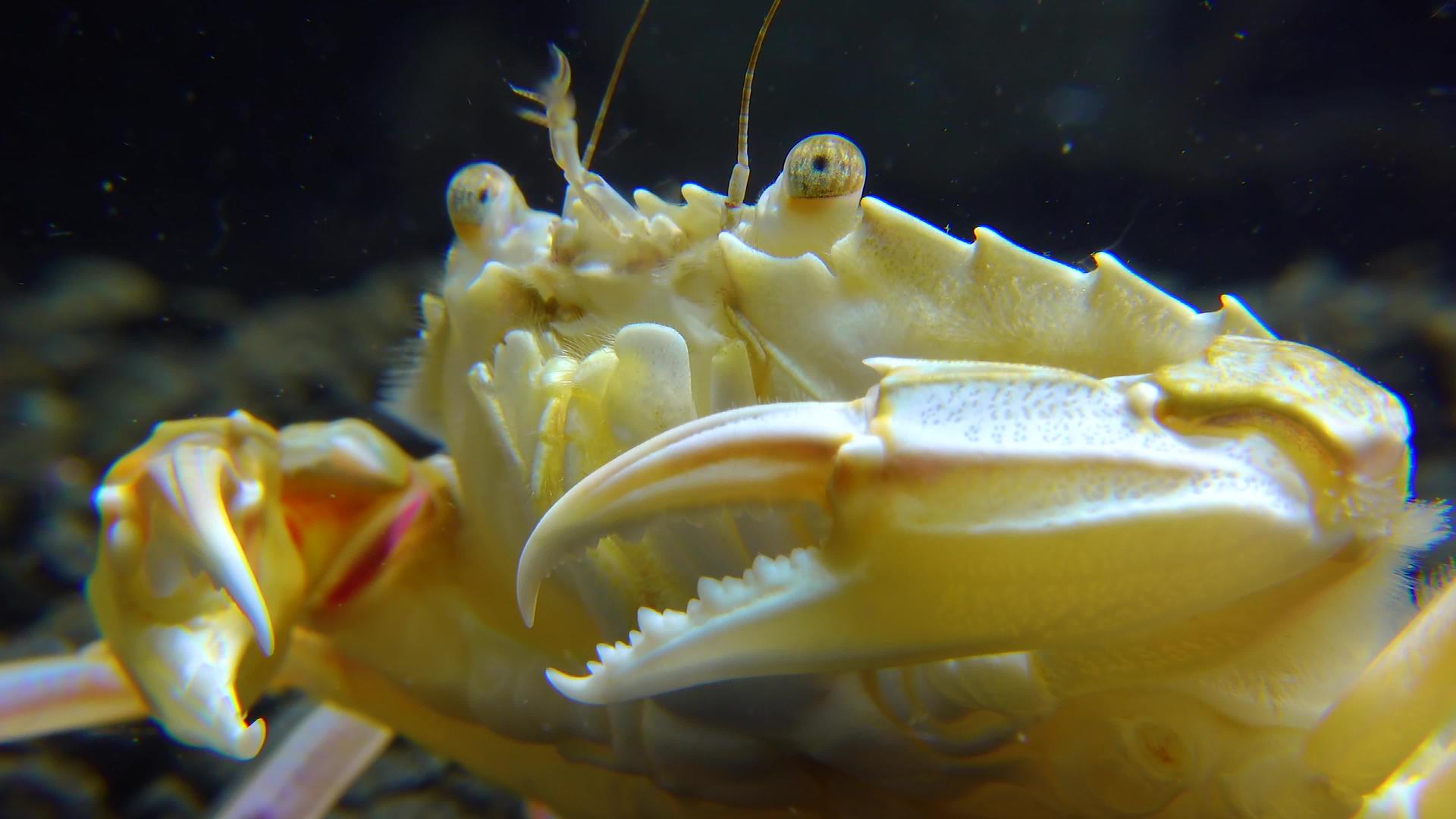 黑海游泳蟹视频的预览图