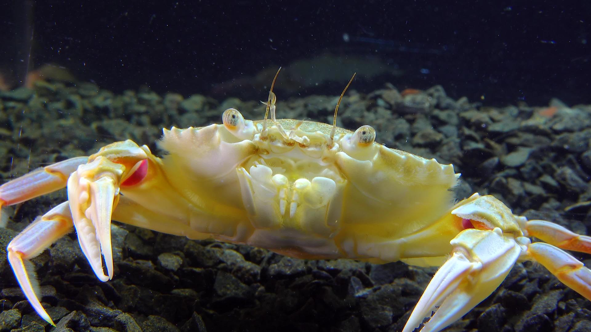 黑海螃蟹视频的预览图