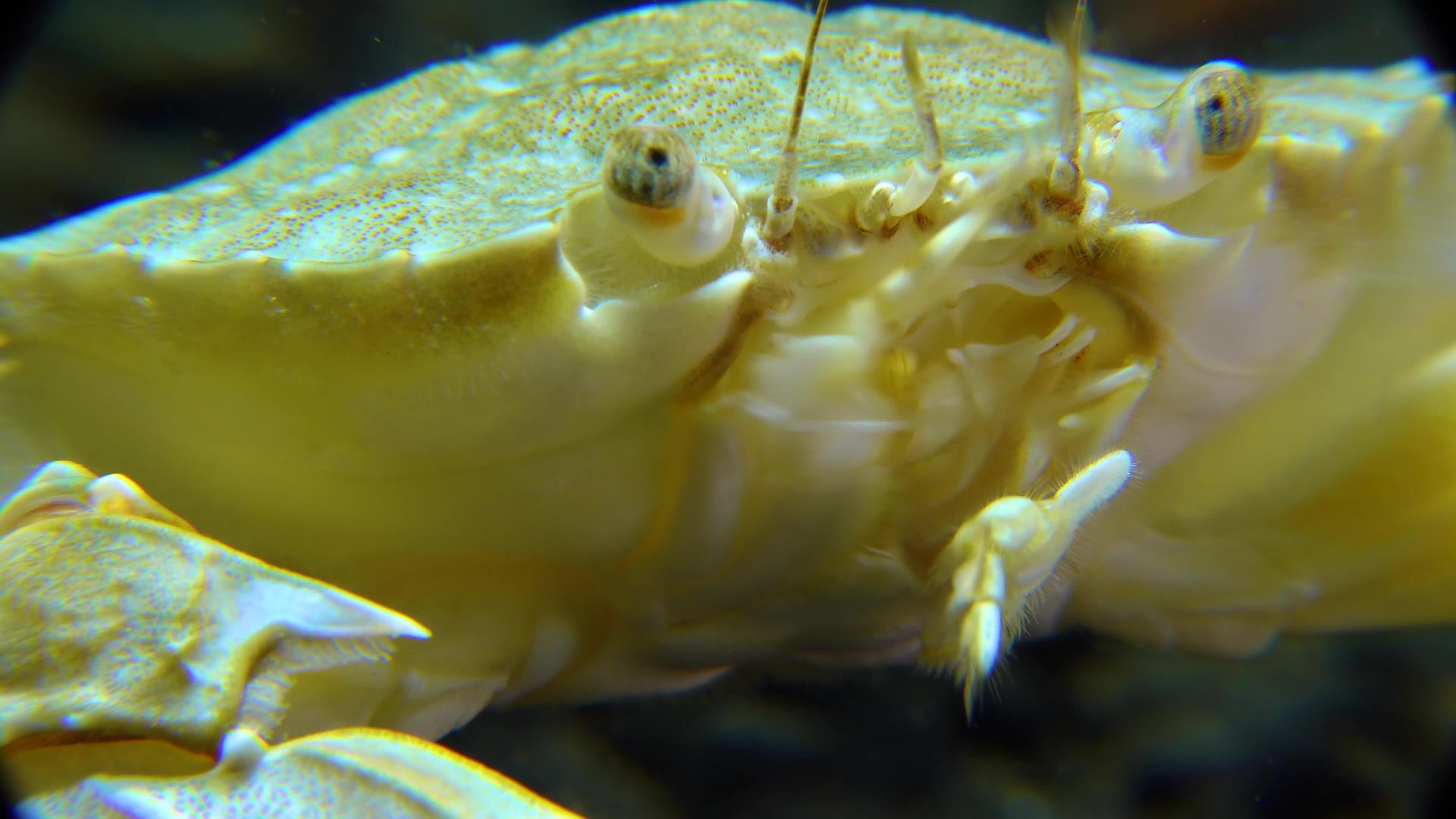 黑海螃蟹视频的预览图