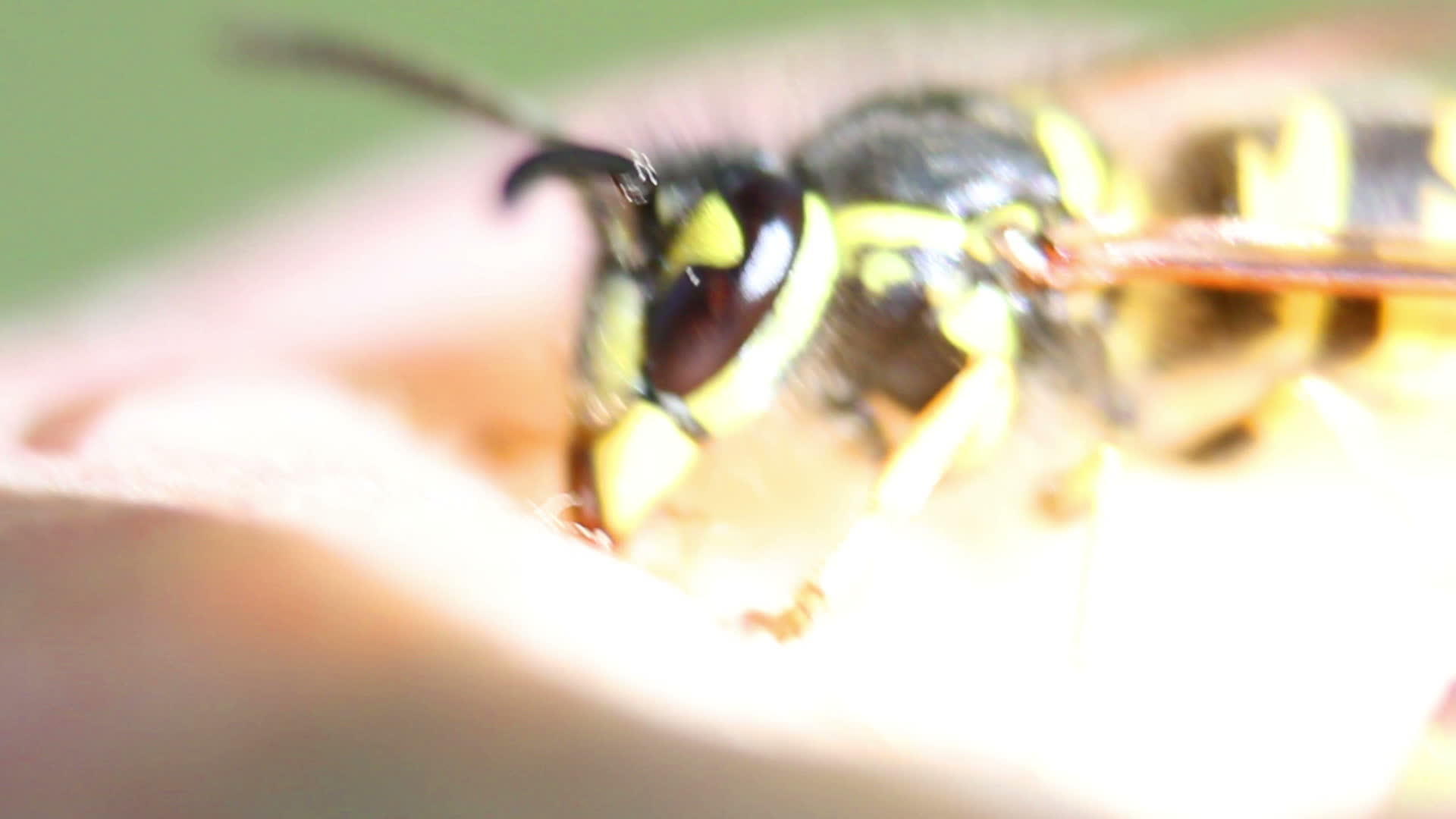 黄蜂在苹果上视频的预览图
