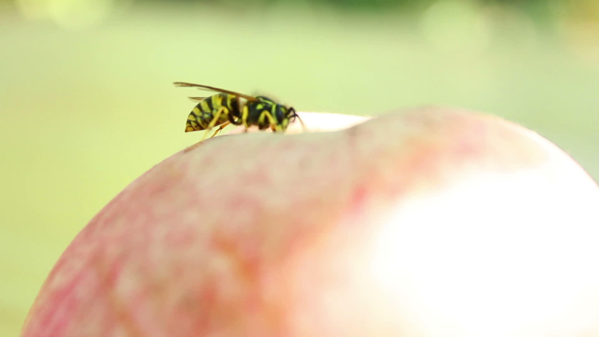 黄蜂在苹果上视频的预览图